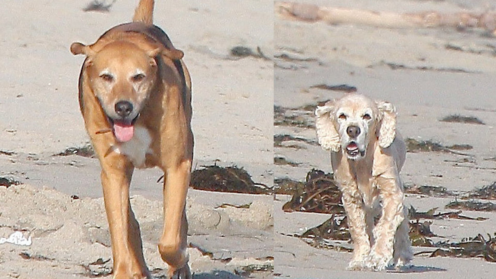Guess the Pooches