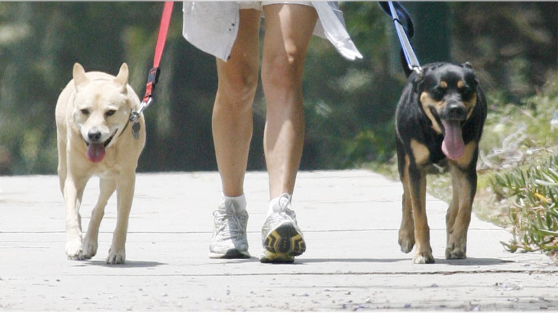 Guess the Pooches