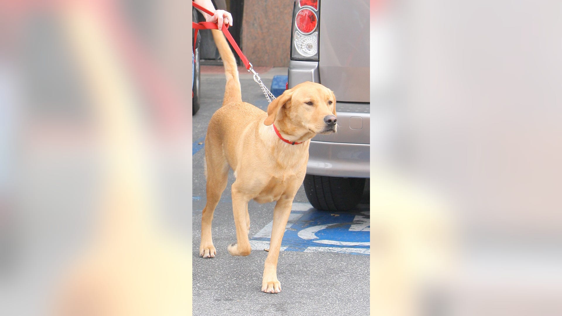 Guess_the_Pooch_12