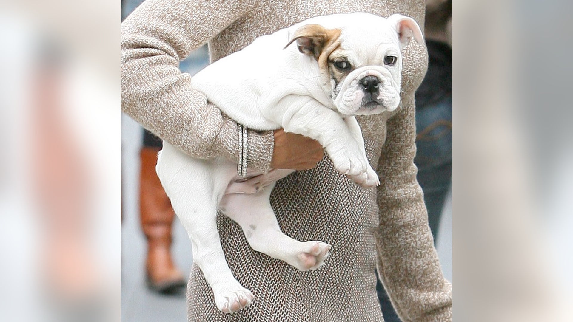 Guess_the_Pooch_13