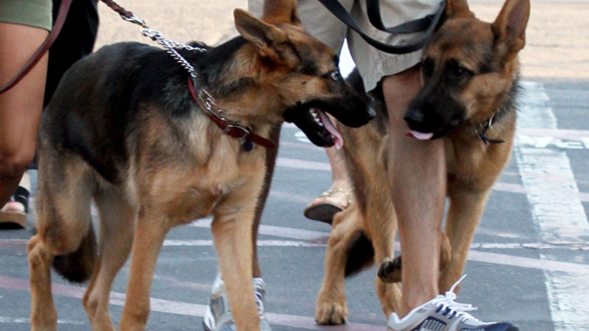 Guess the Pooches