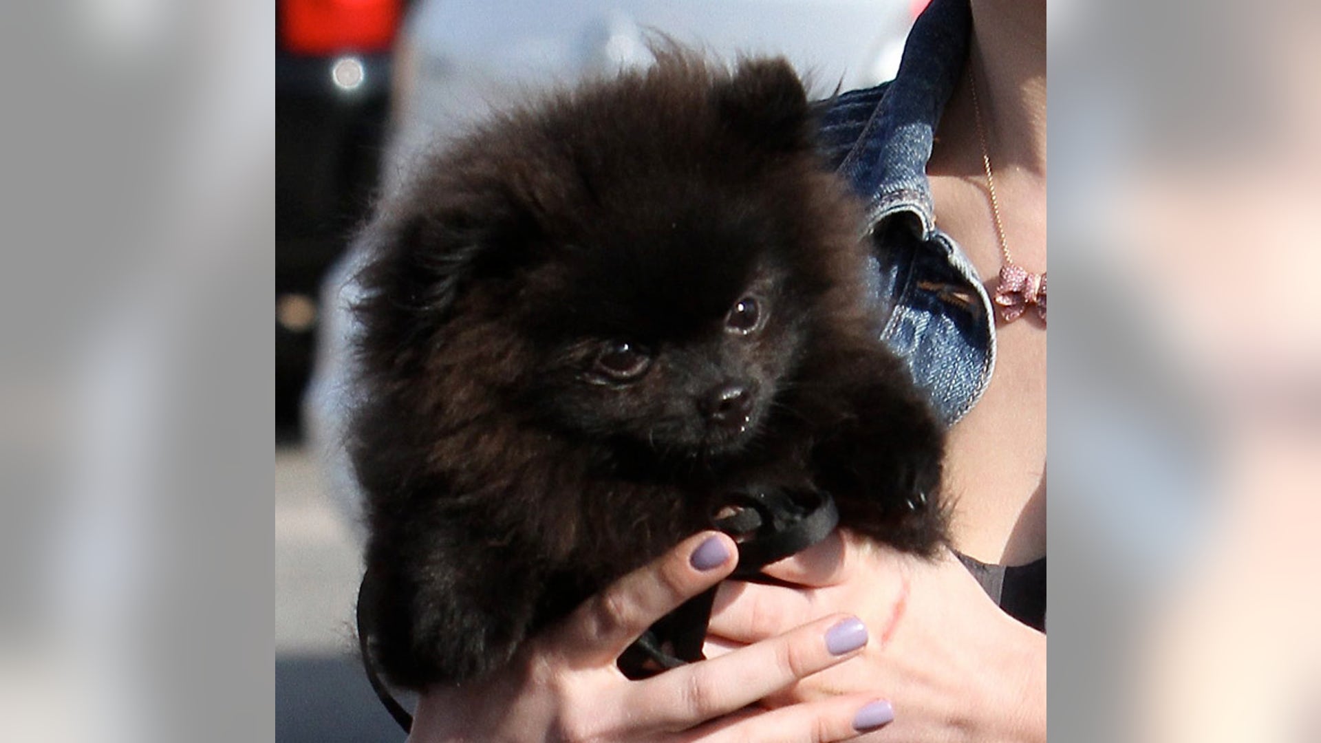 Guess_the_Pooch_2