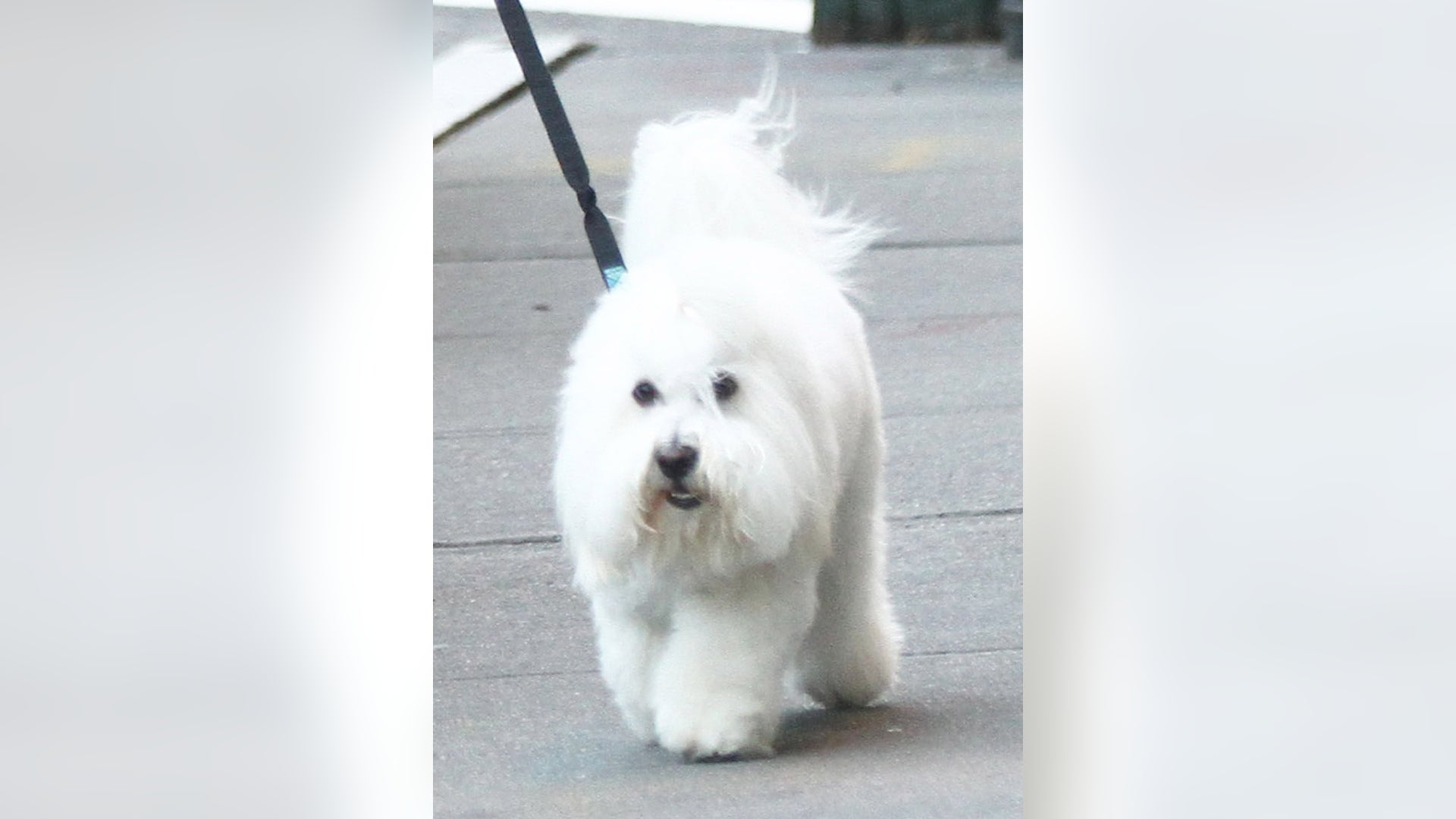 Guess_the_Pooch_6