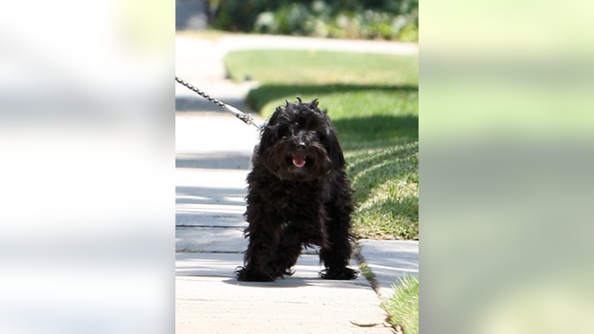 Guess_the_Pooch_7