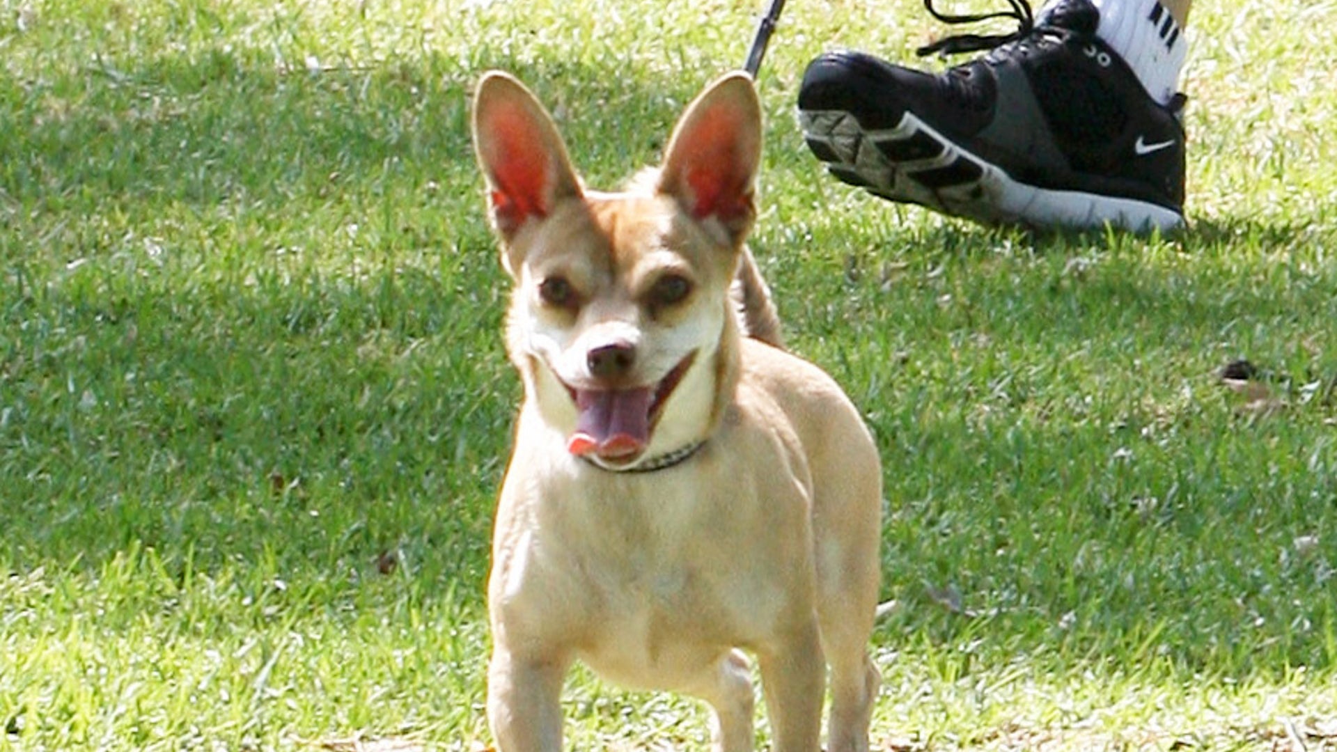 Guess_the_Pooch_8