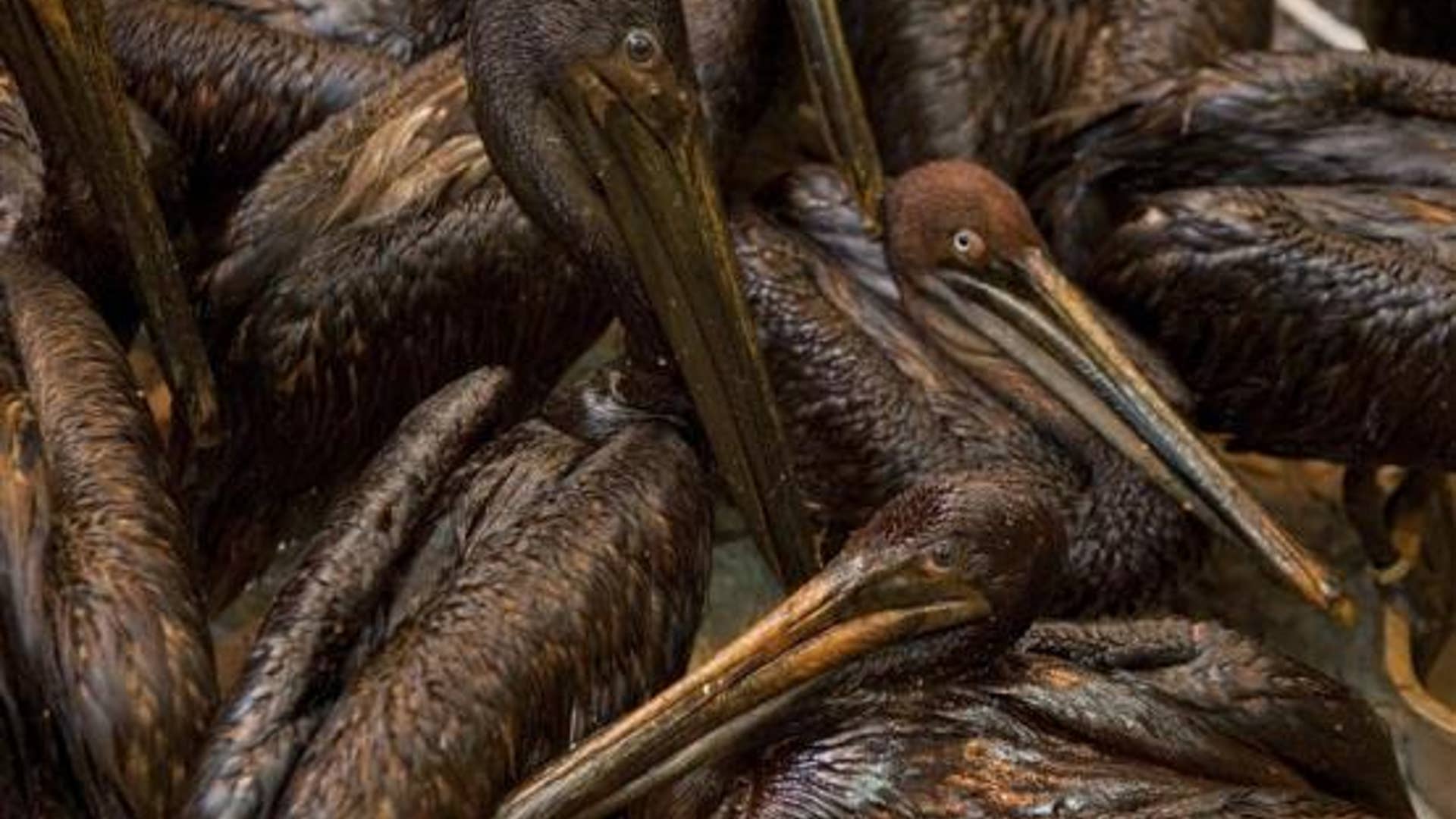 Rescuing the Wildlife