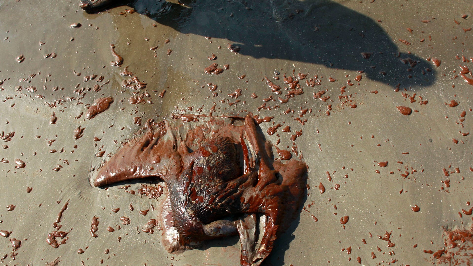 Dead Pelican