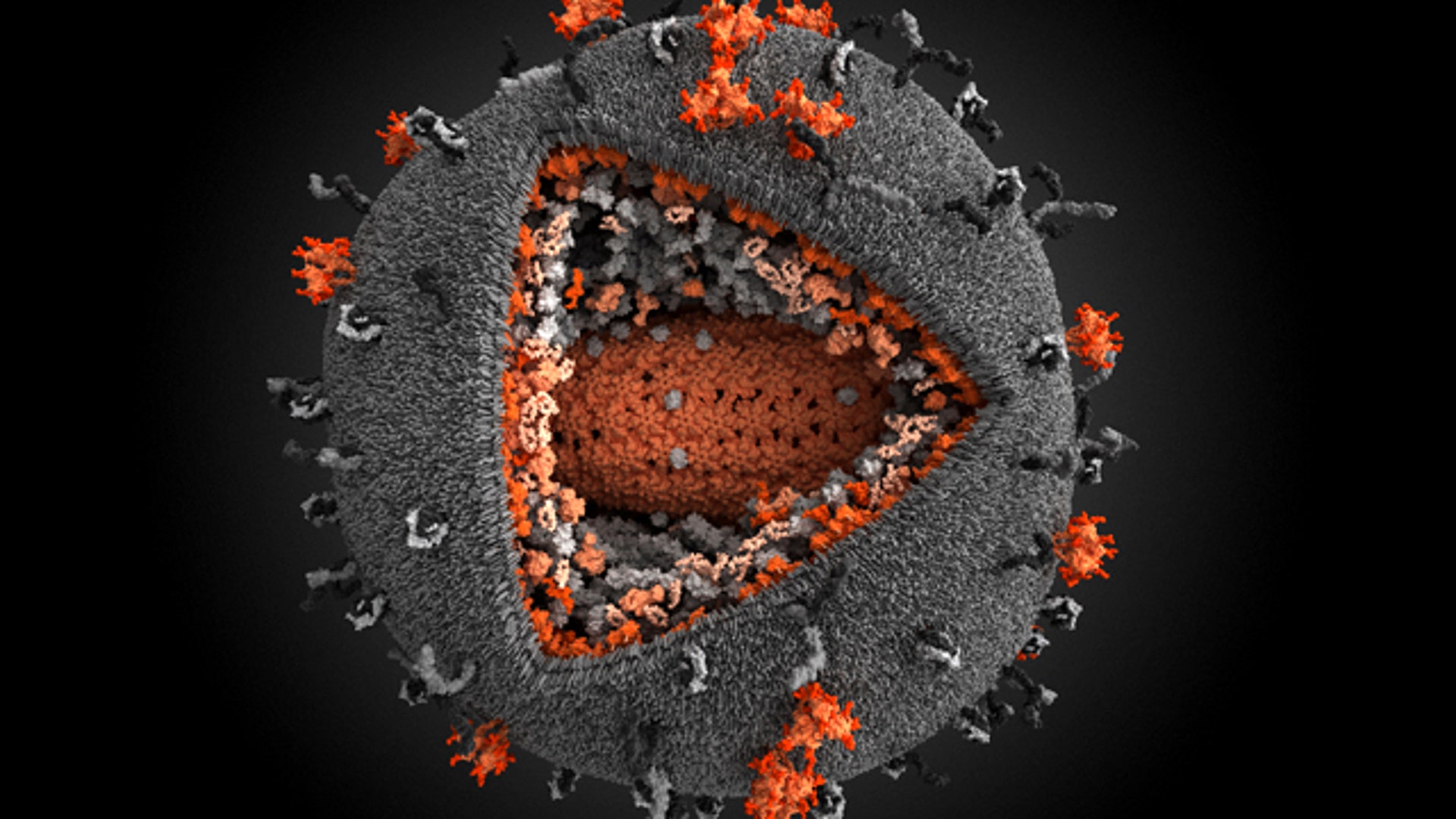 Вирус вич под микроскопом фото