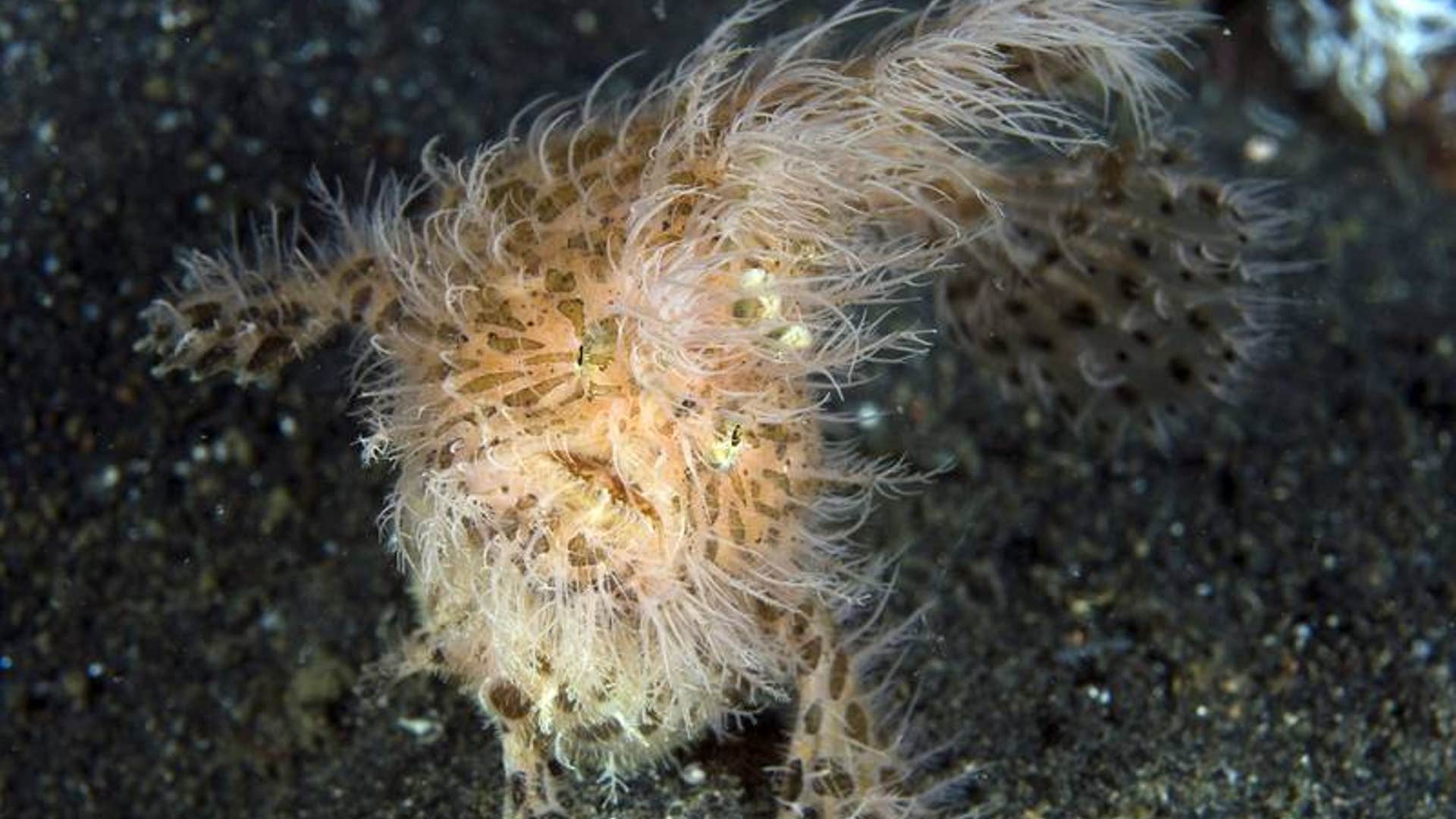 Hairy Frogfish