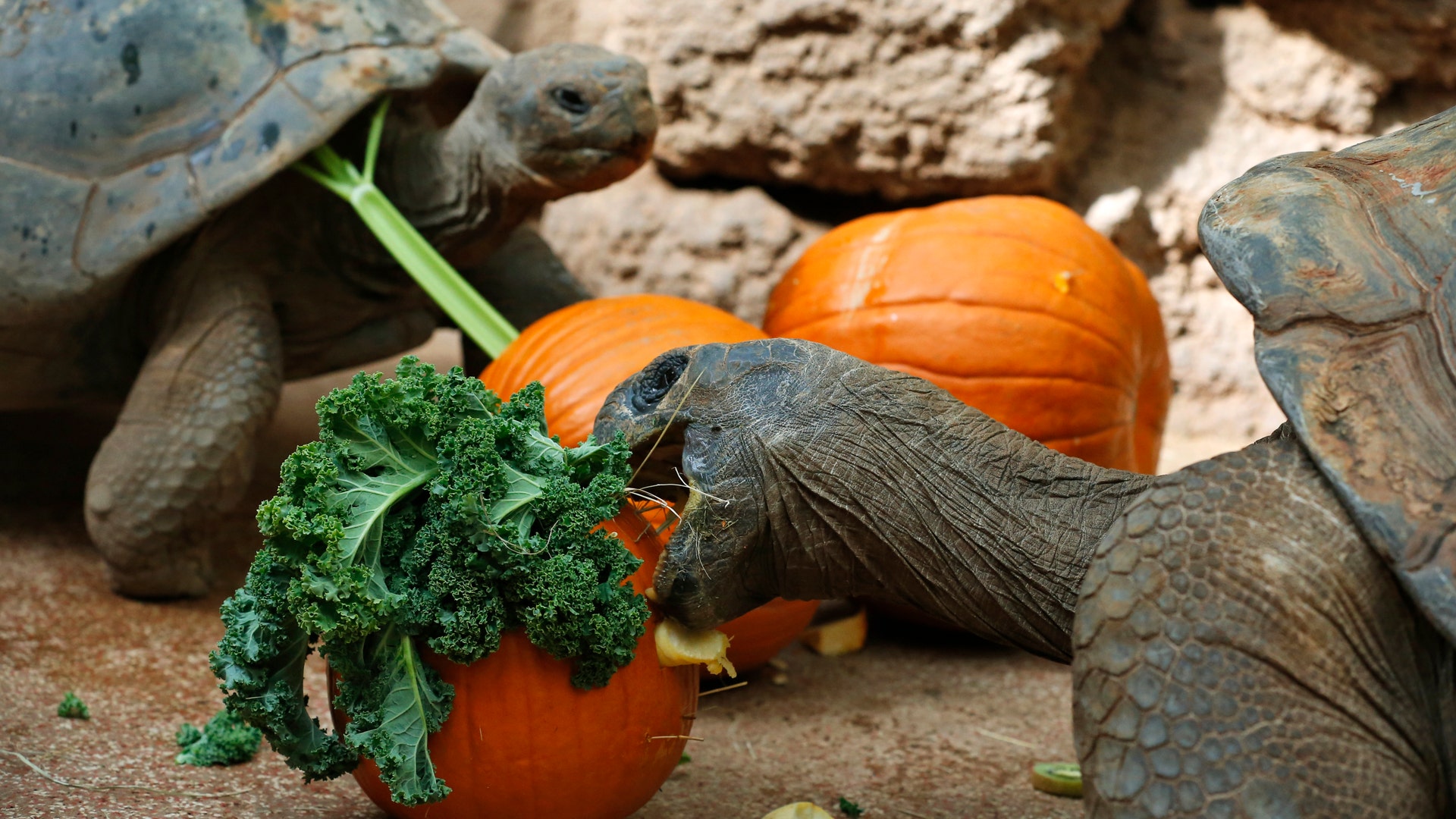 Halloween_at_the_zoo_2