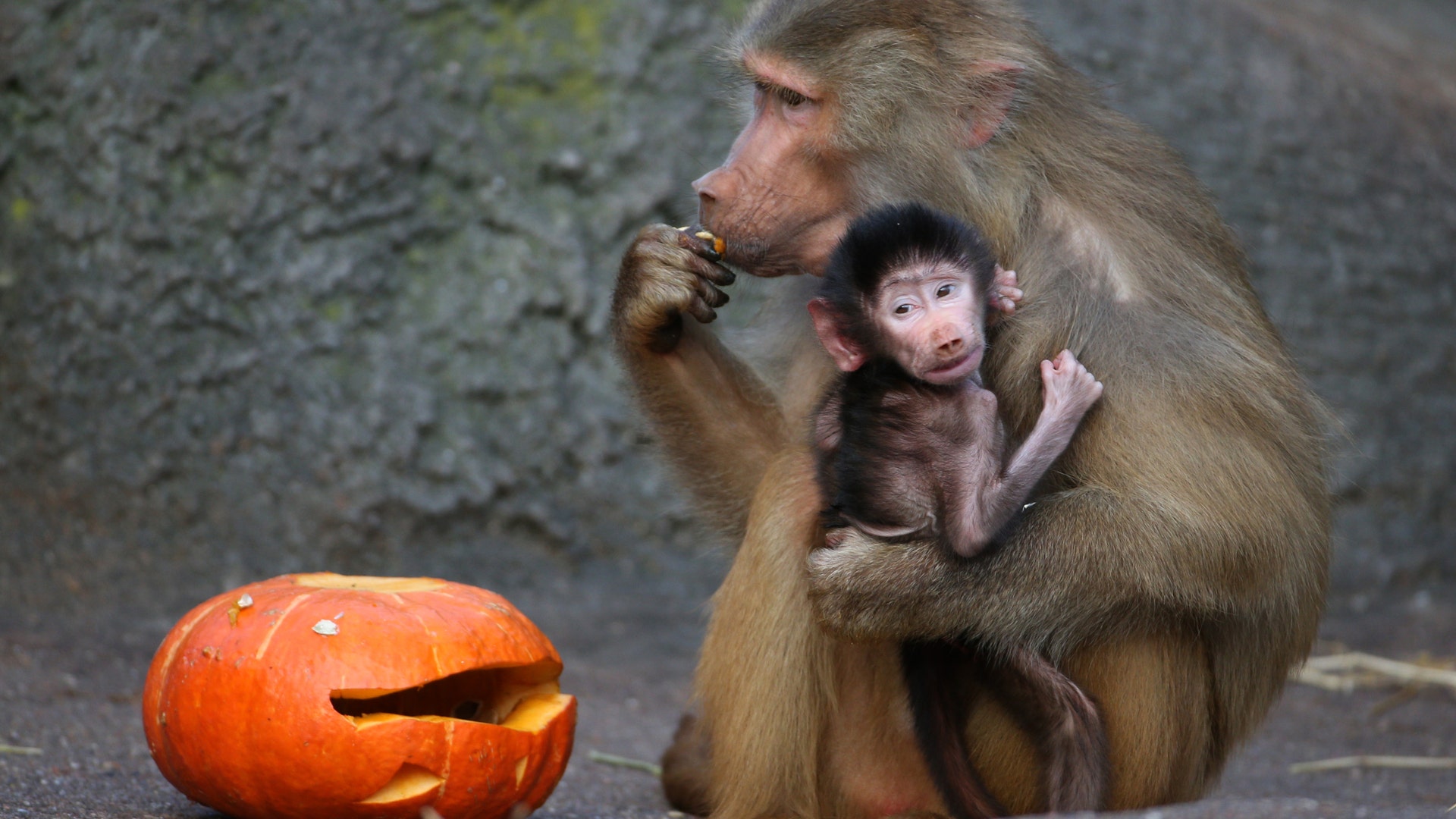 Halloween_at_the_zoo_5