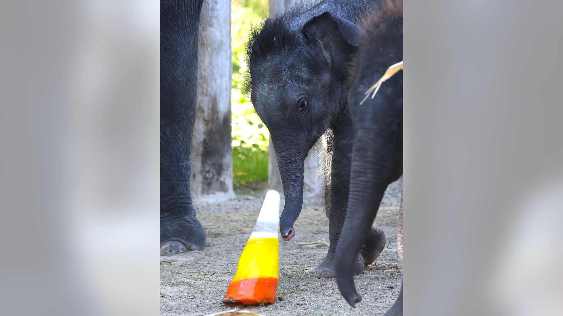 Halloween_at_the_zoo_7