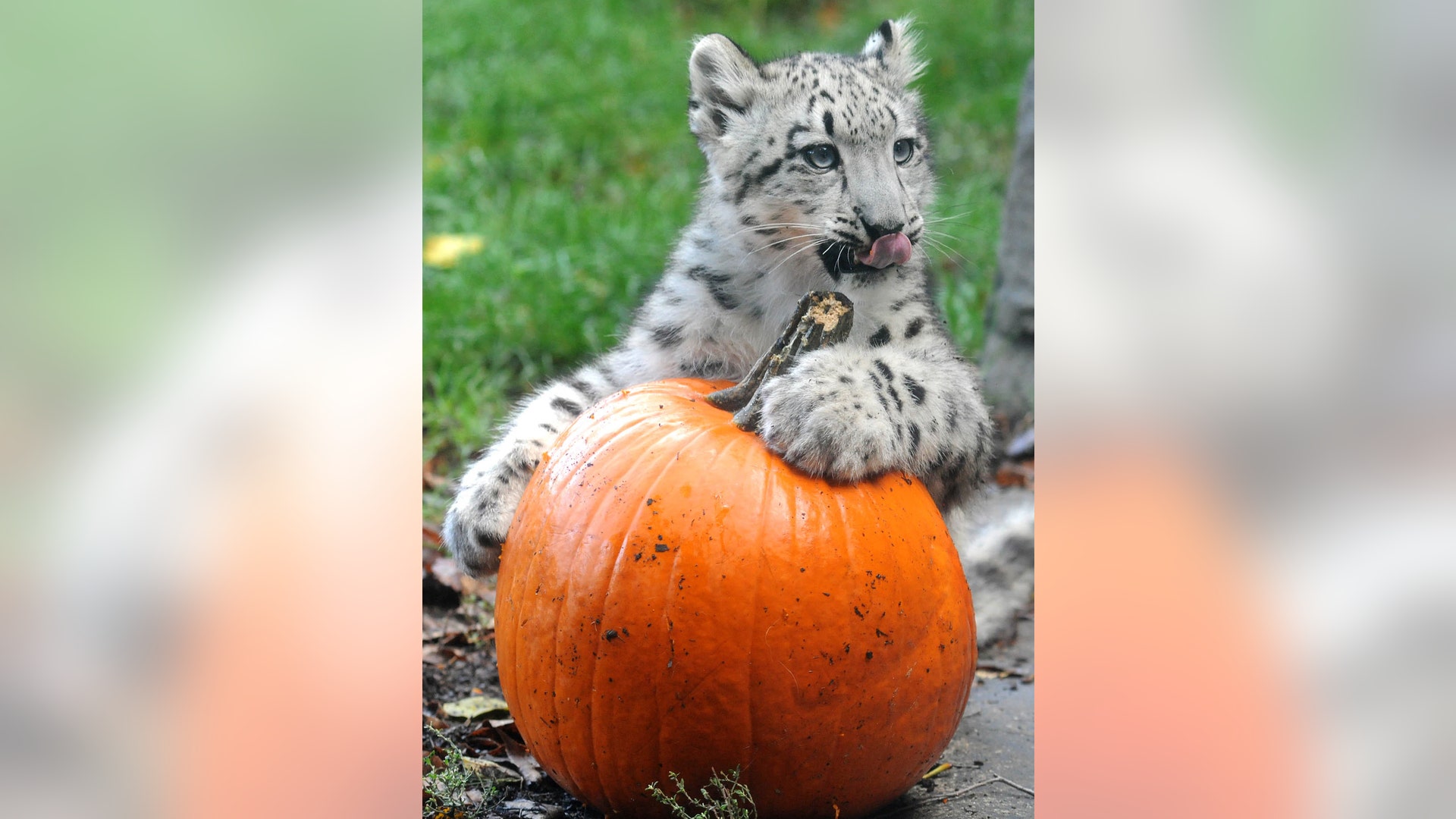 Halloween_at_the_zoo_8