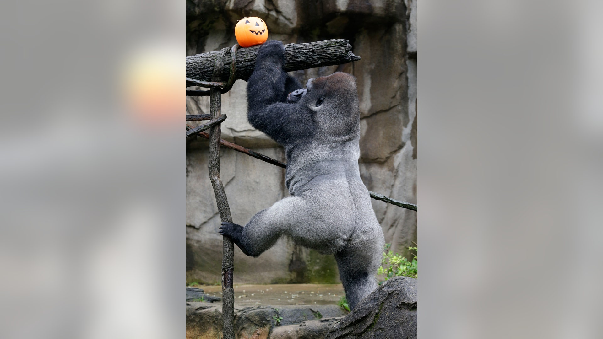 Halloween_at_the_zoo