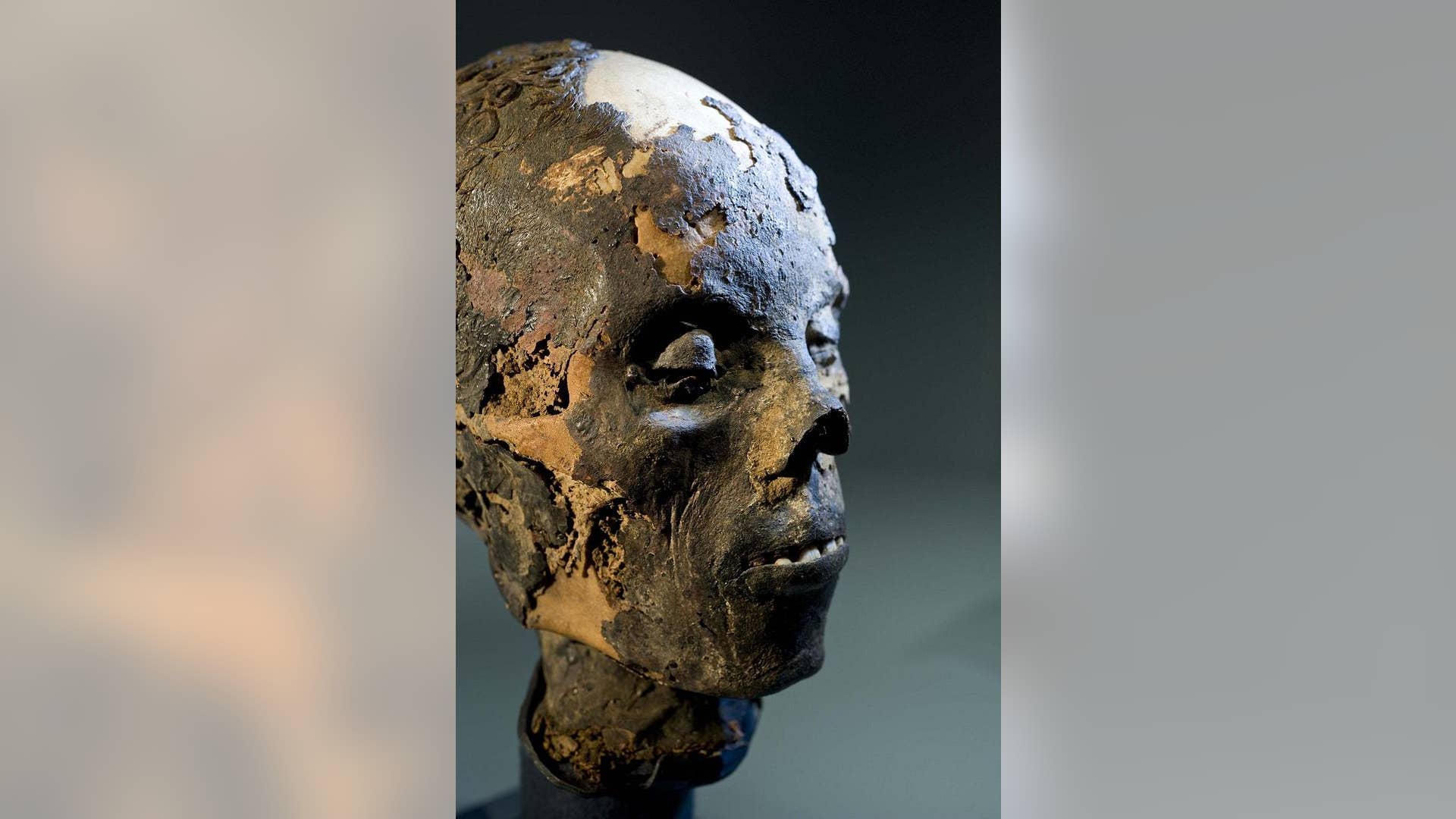 Head_of_Egyptian_Mummy_Credit_American_Exhibitions__Inc