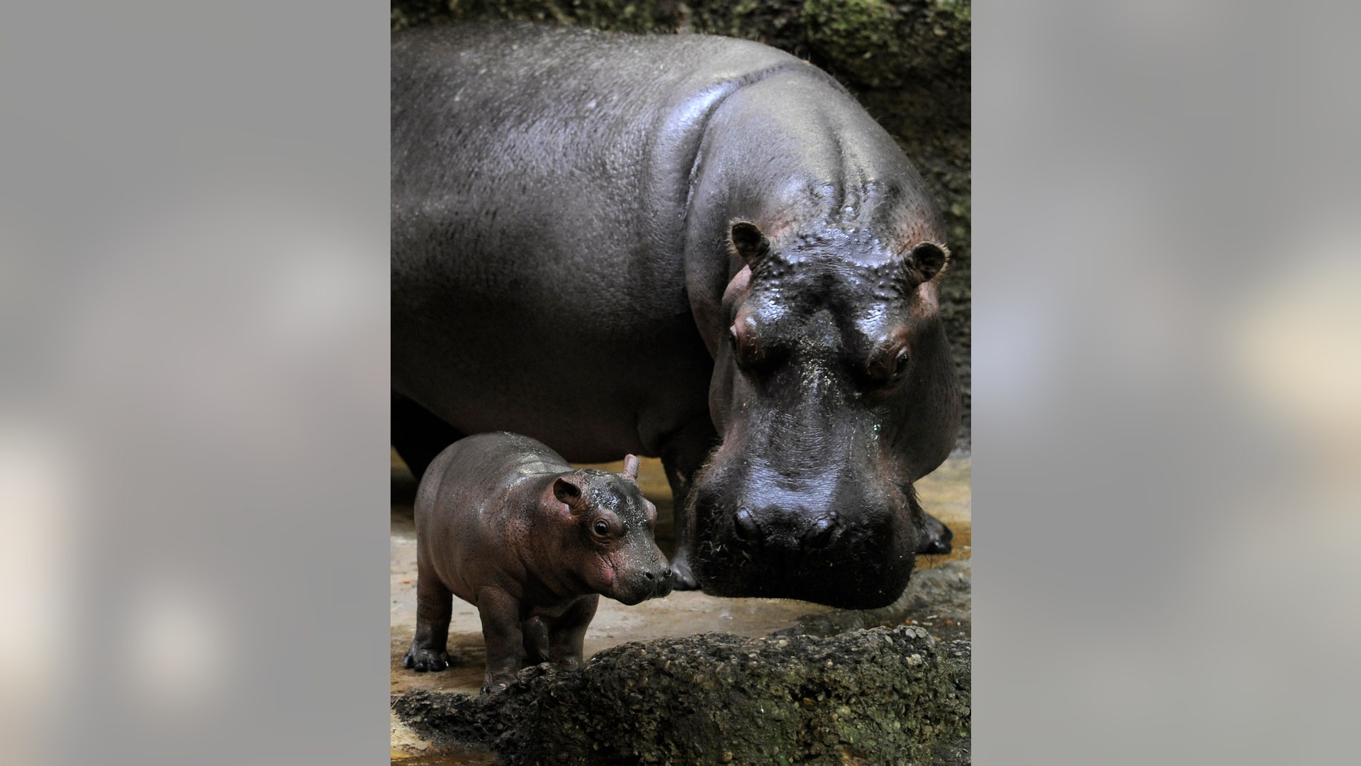 Hippopotamus