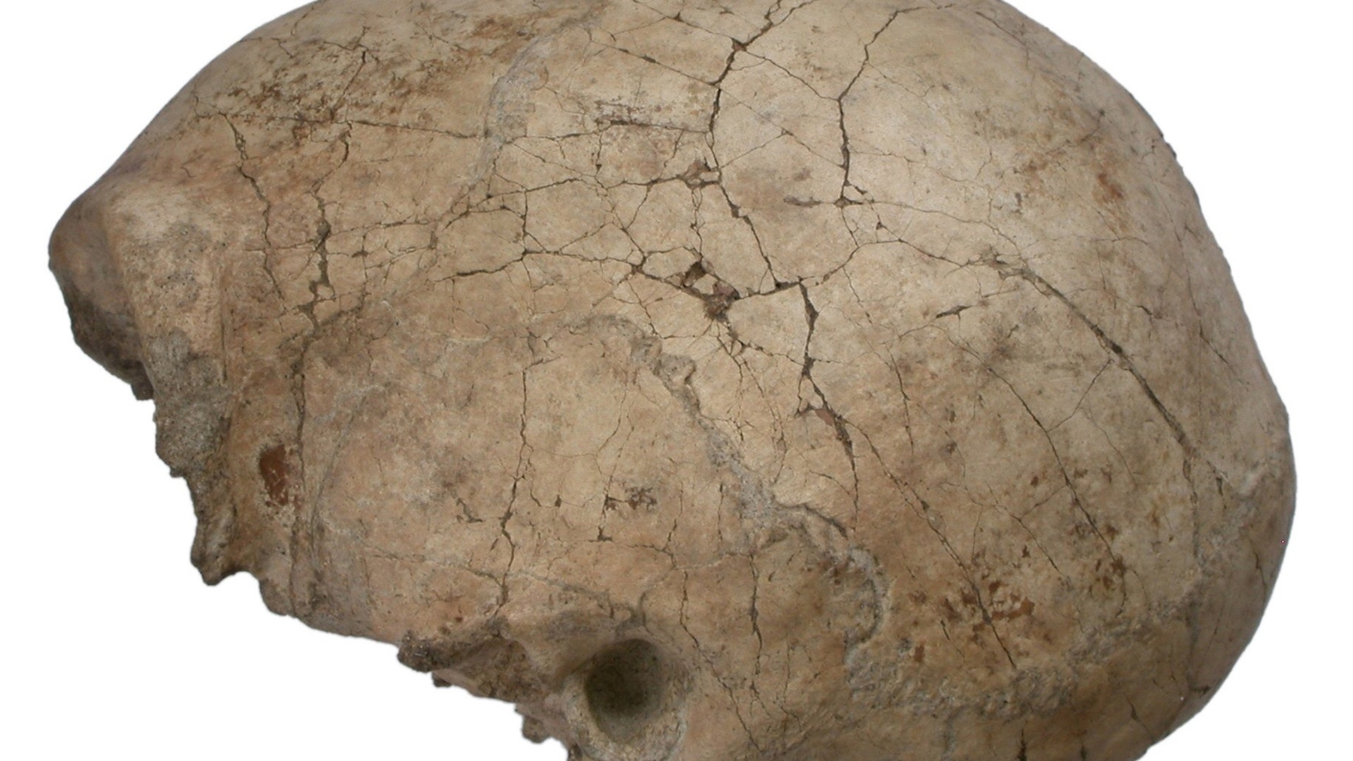 Homo_Erectus_Skull_2