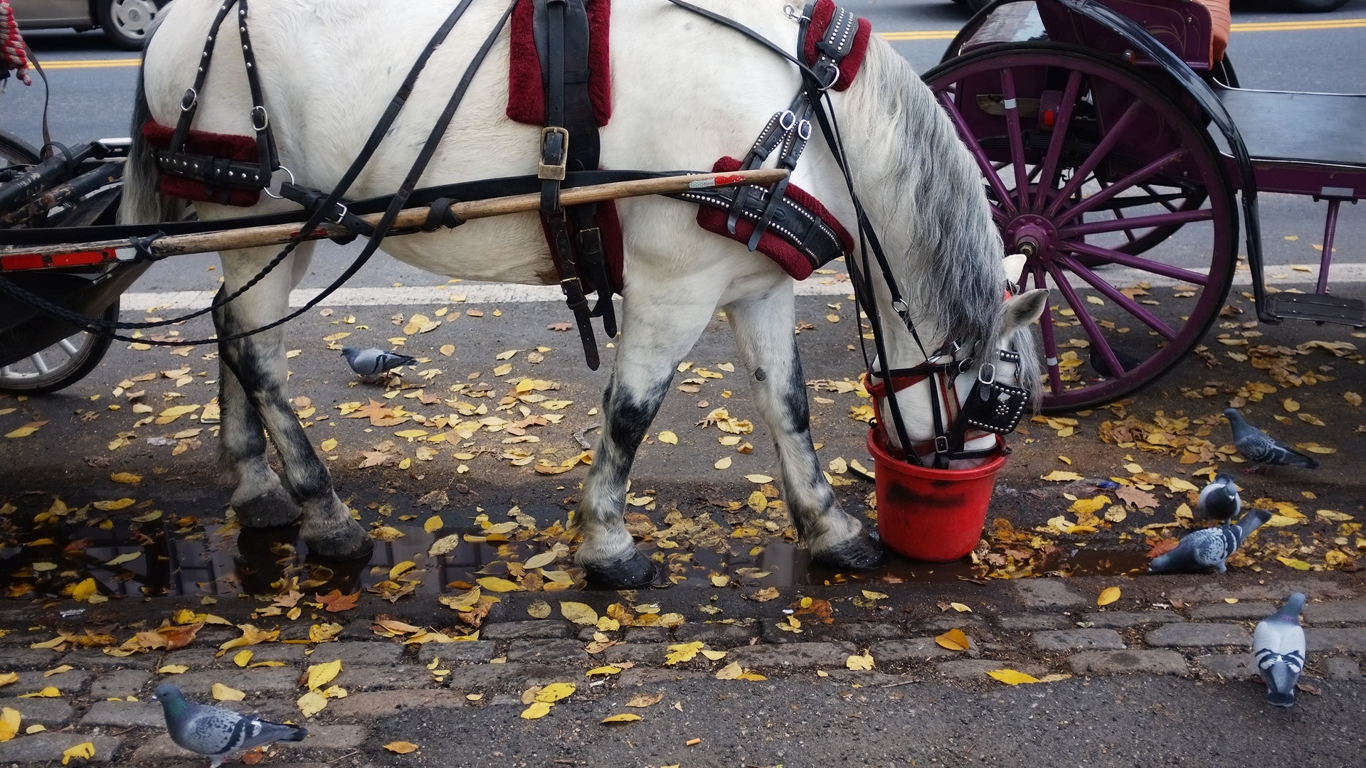 Horse_Central_Park_1