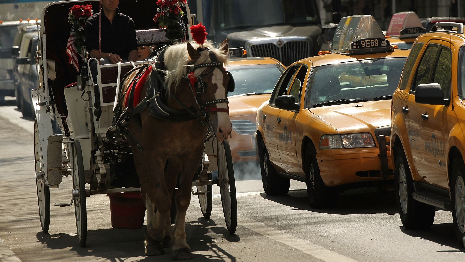 Horse_Central_Park_10