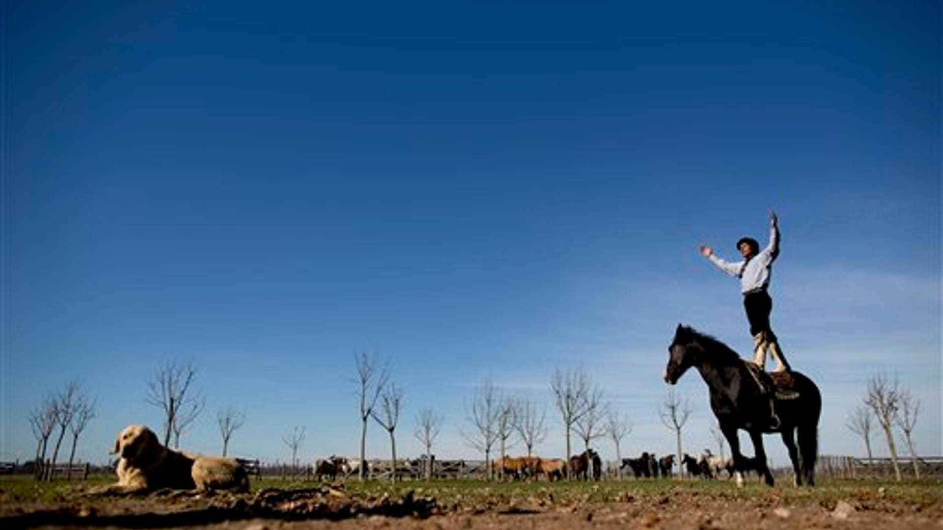 Meet Martin Tatta, Argentina's Horse Whisperer Fox News