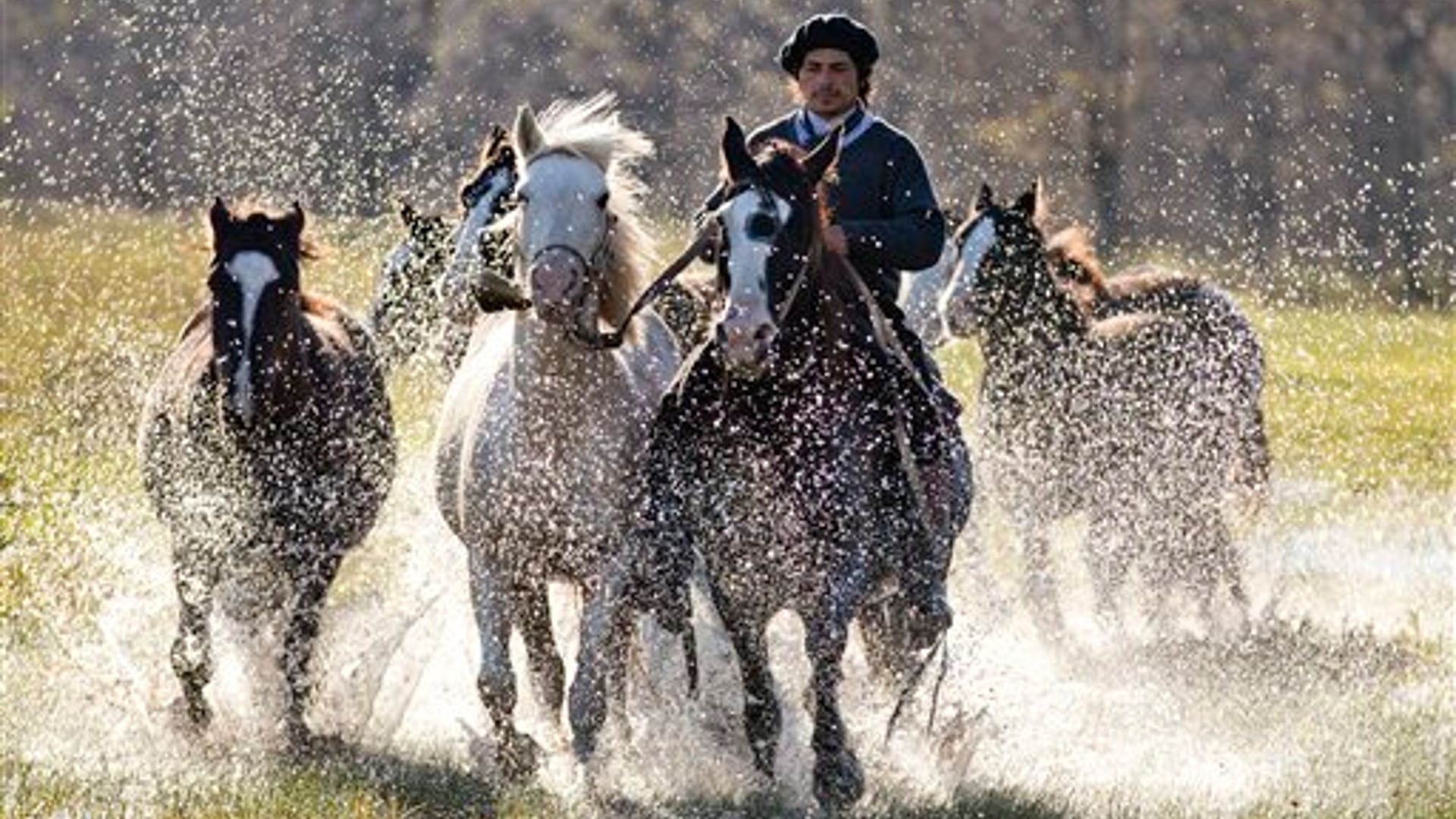 Meet Martin Tatta, Argentina's Horse Whisperer Fox News