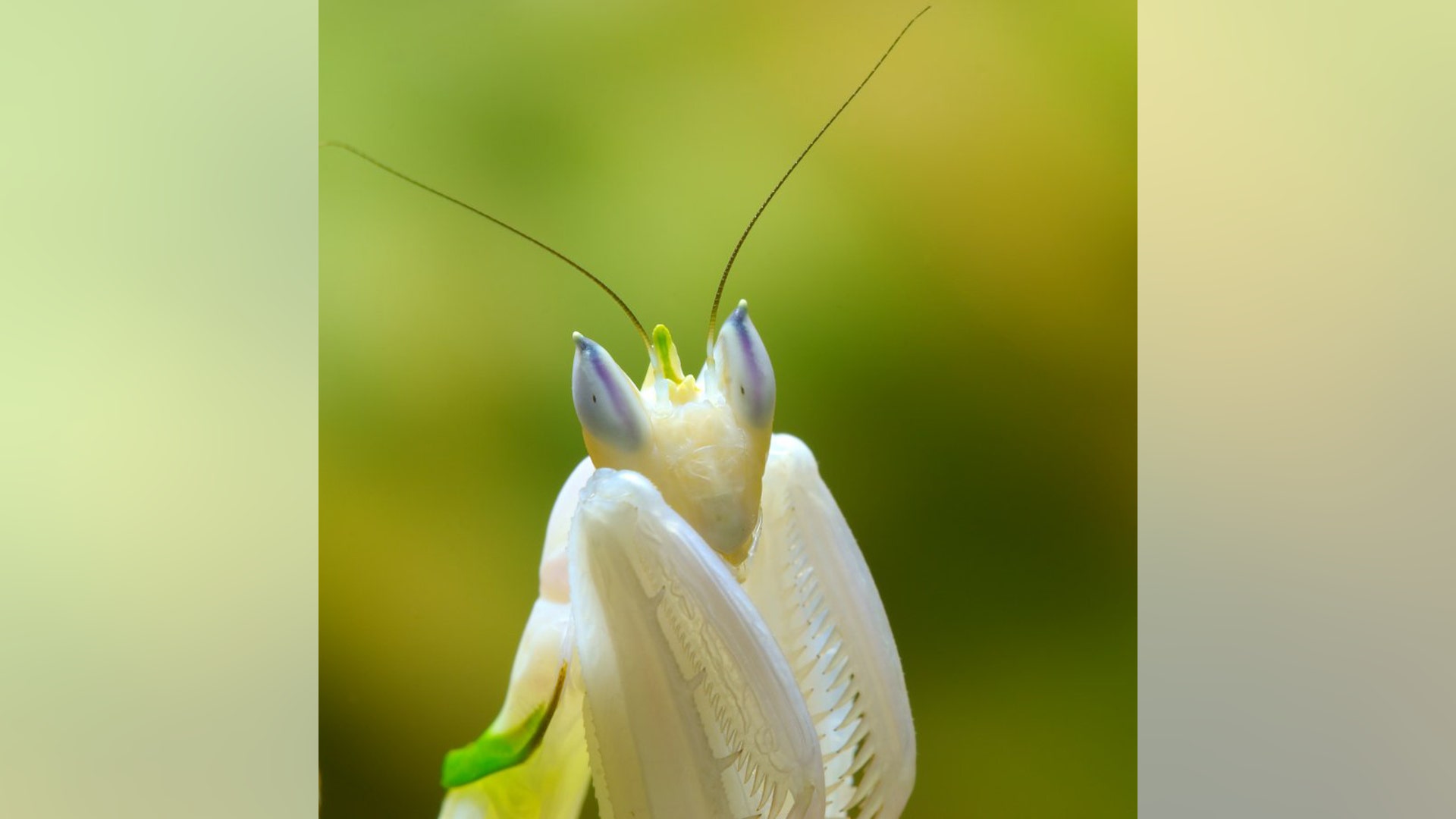 Hymenopus_coronatus_3