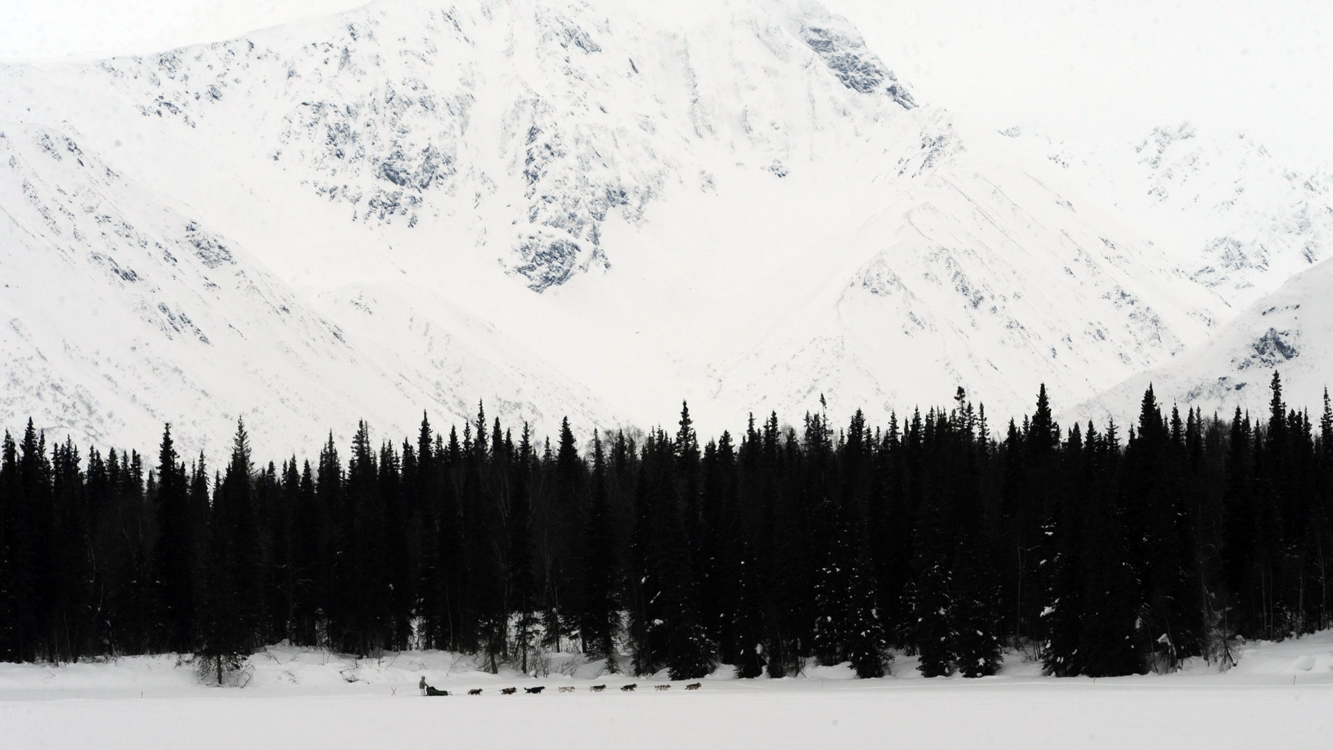 Iditarod_Sled_Dog_Rac_Hein_1_