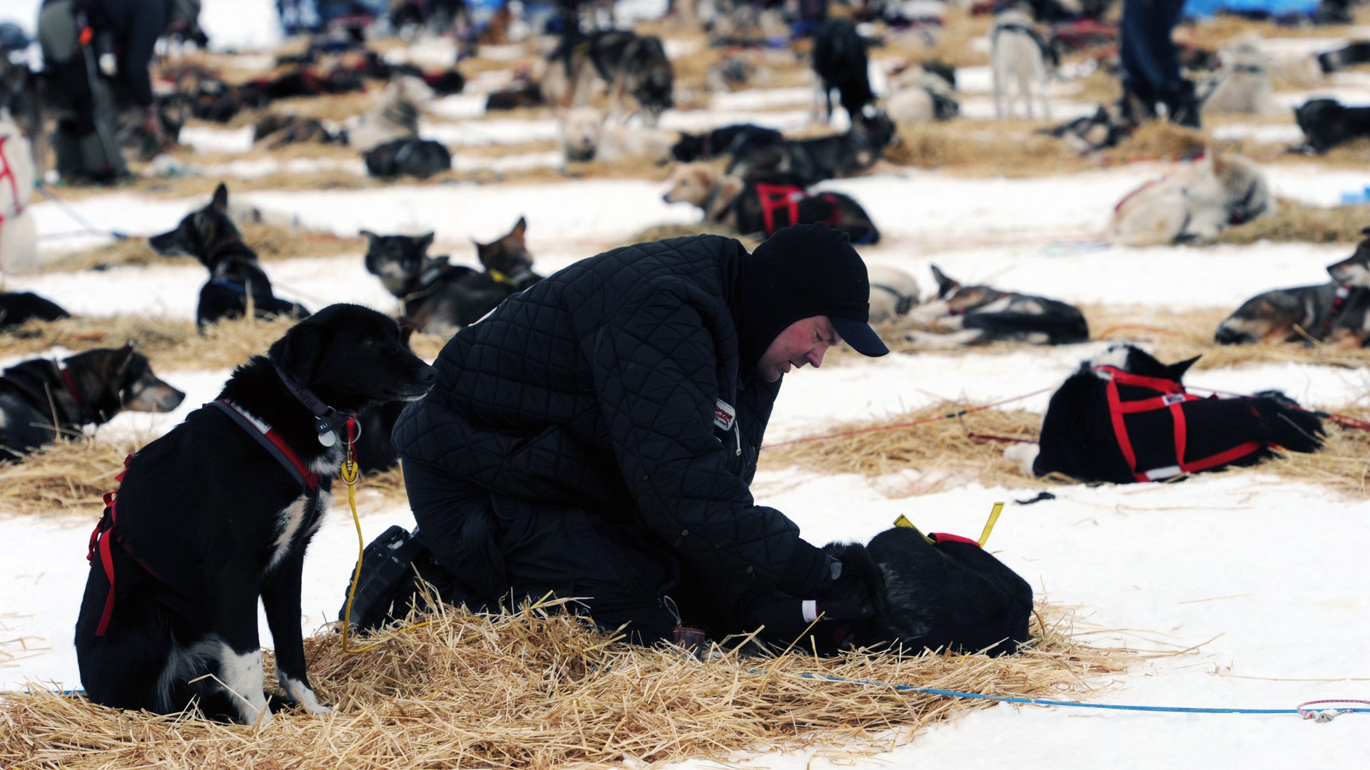 Iditarod_Sled_Dog_Rac_Hein_10_