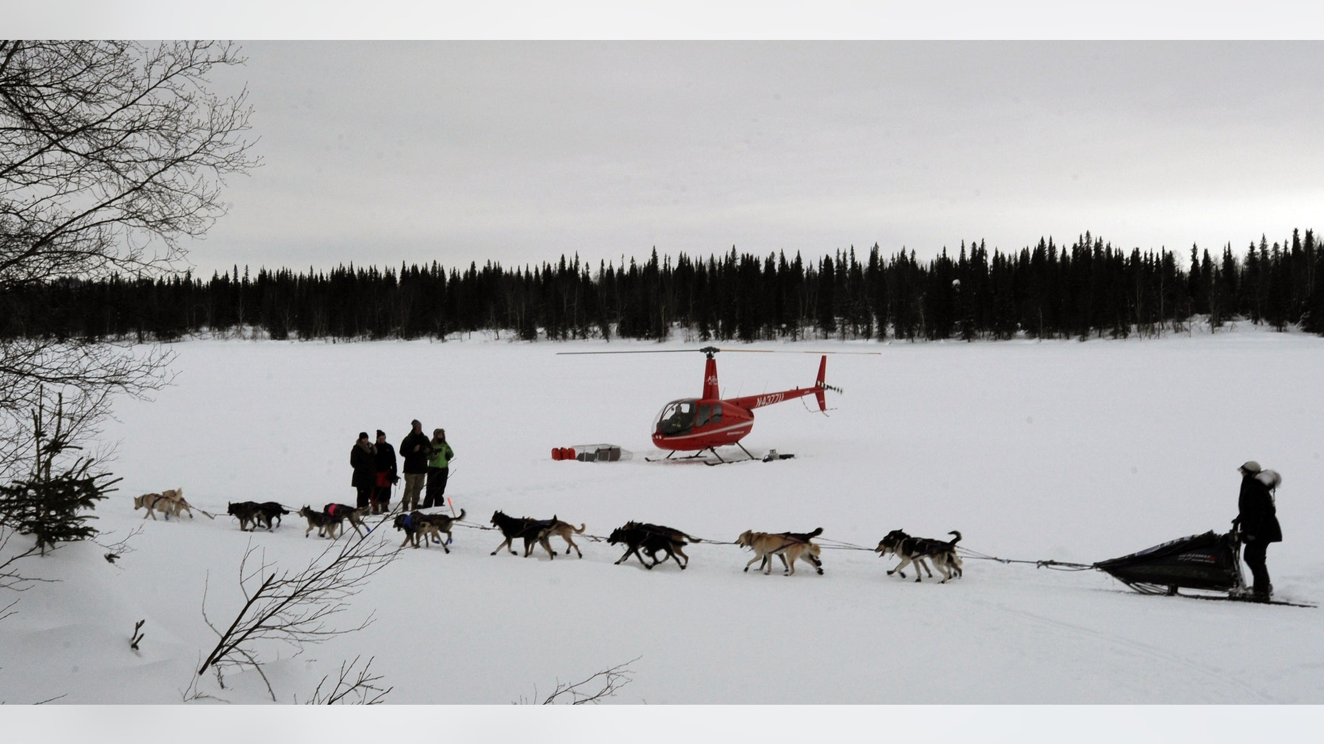 Iditarod_Sled_Dog_Rac_Hein_14_