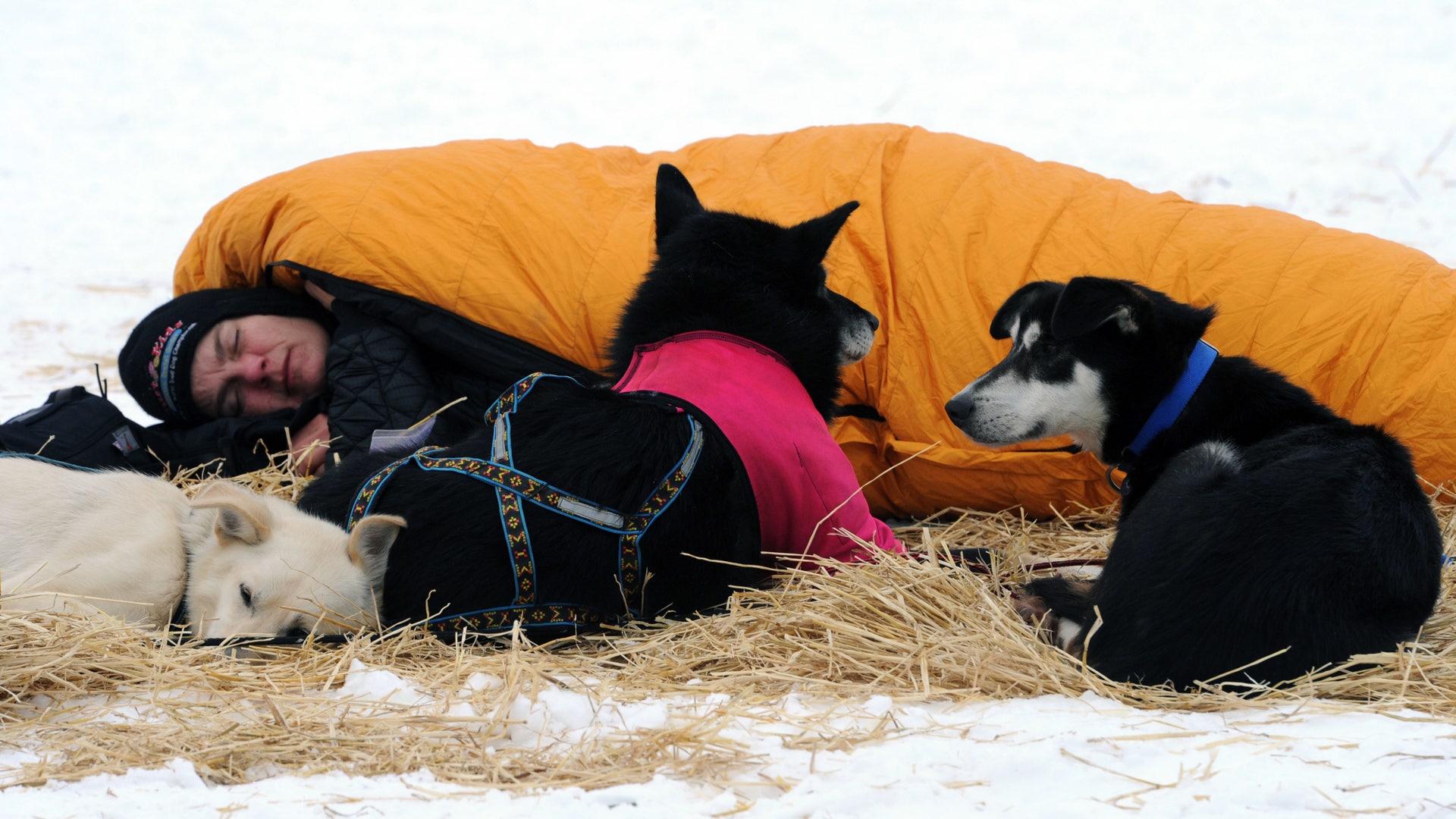 Iditarod_Sled_Dog_Rac_Hein_6_