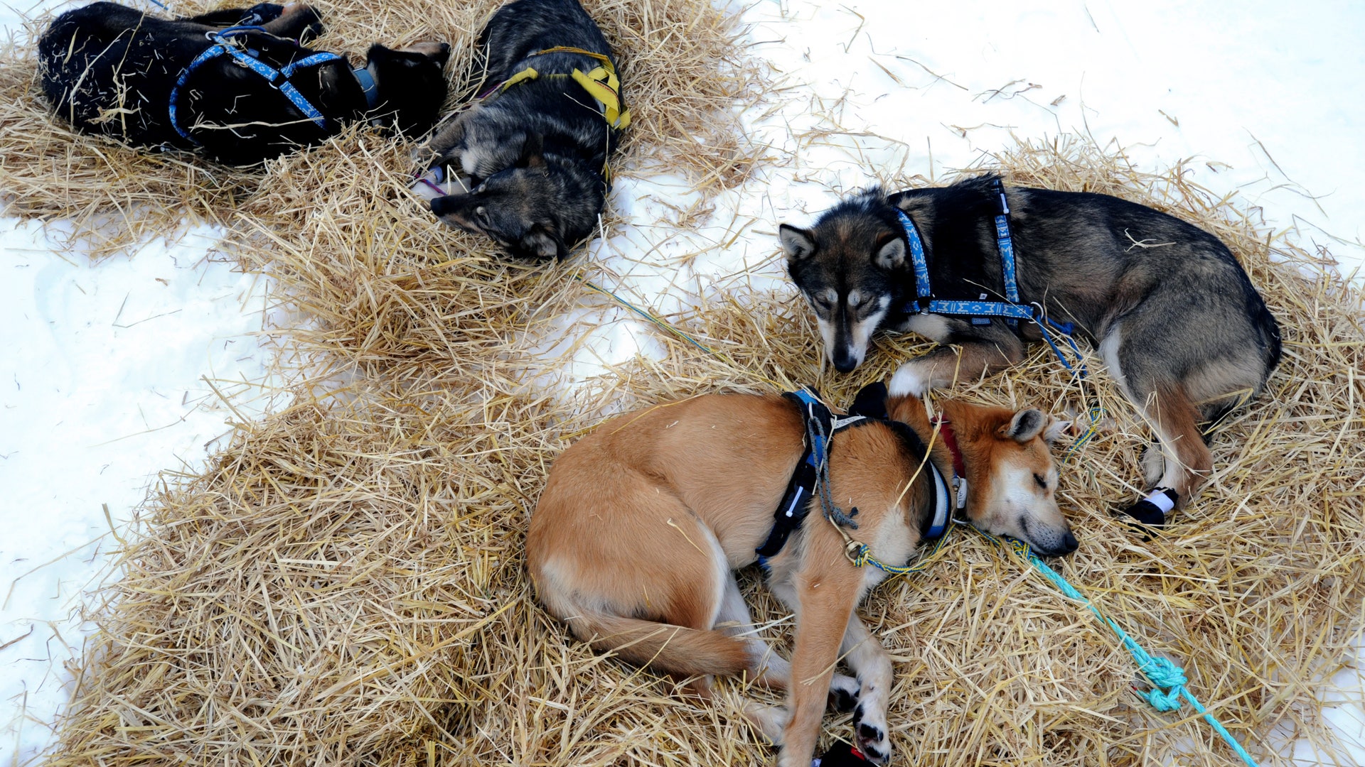 Iditarod_Sled_Dog_Rac_Hein_7_