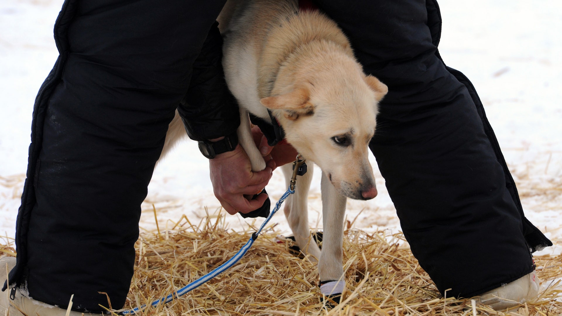 Iditarod_Sled_Dog_Rac_Hein_9_