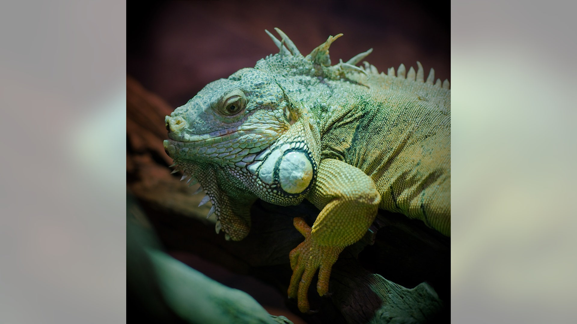 Iguane_vert_Iguana_iguana
