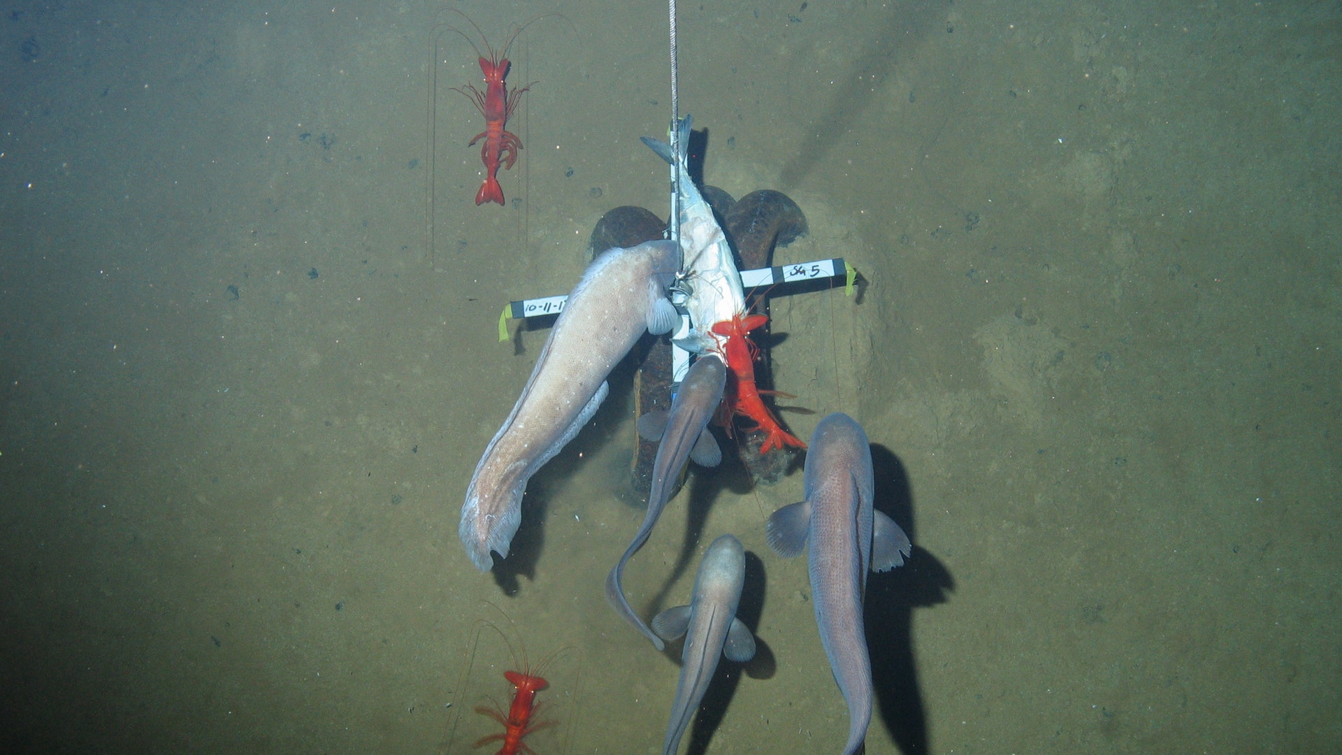 Cusk eels and prawns