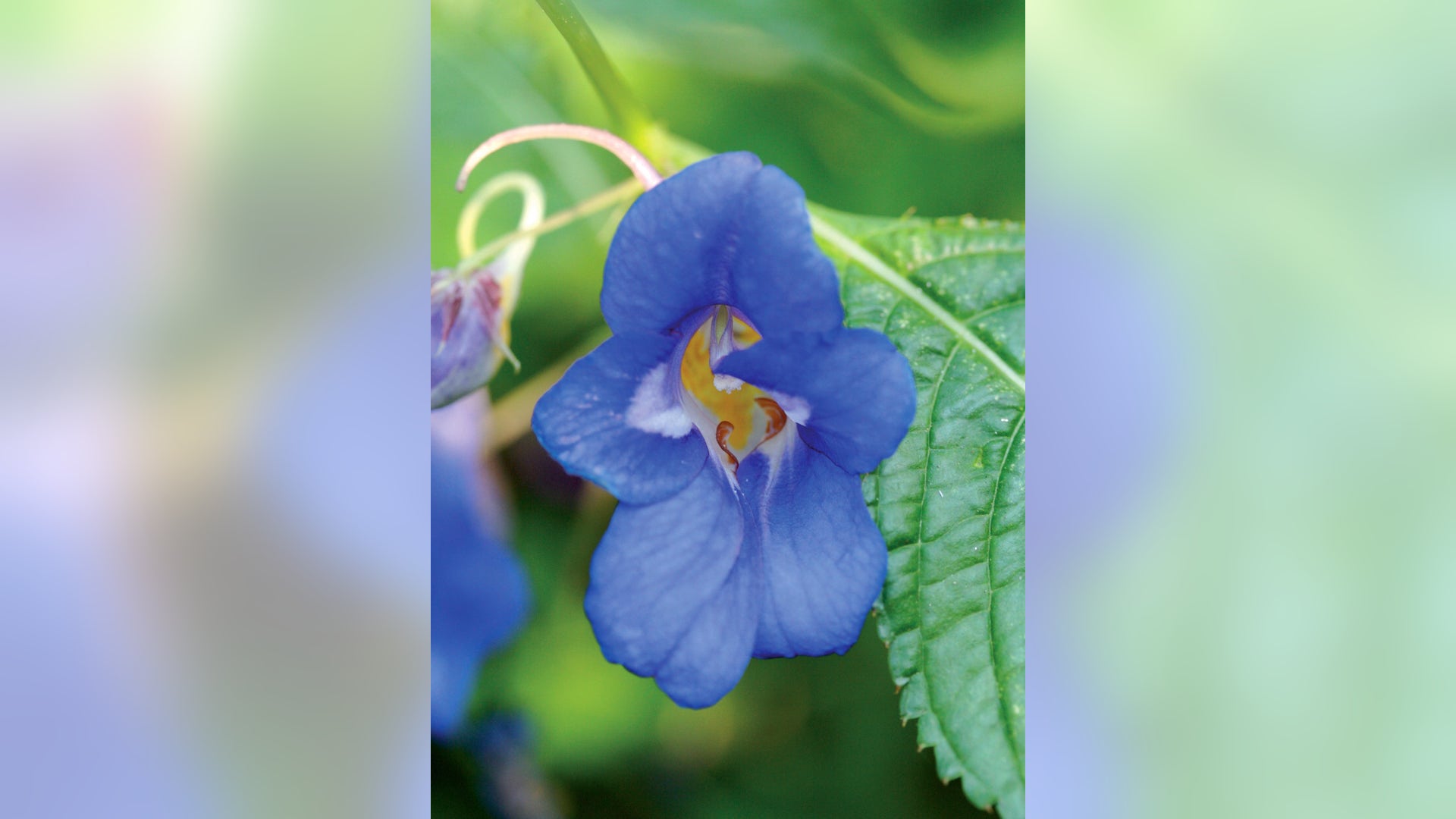 Impatiens_Namchabarwensis_Flower