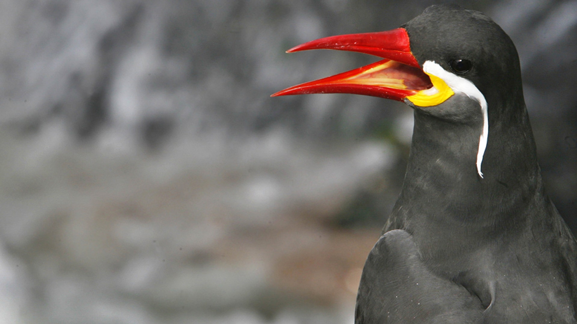 Inca tern