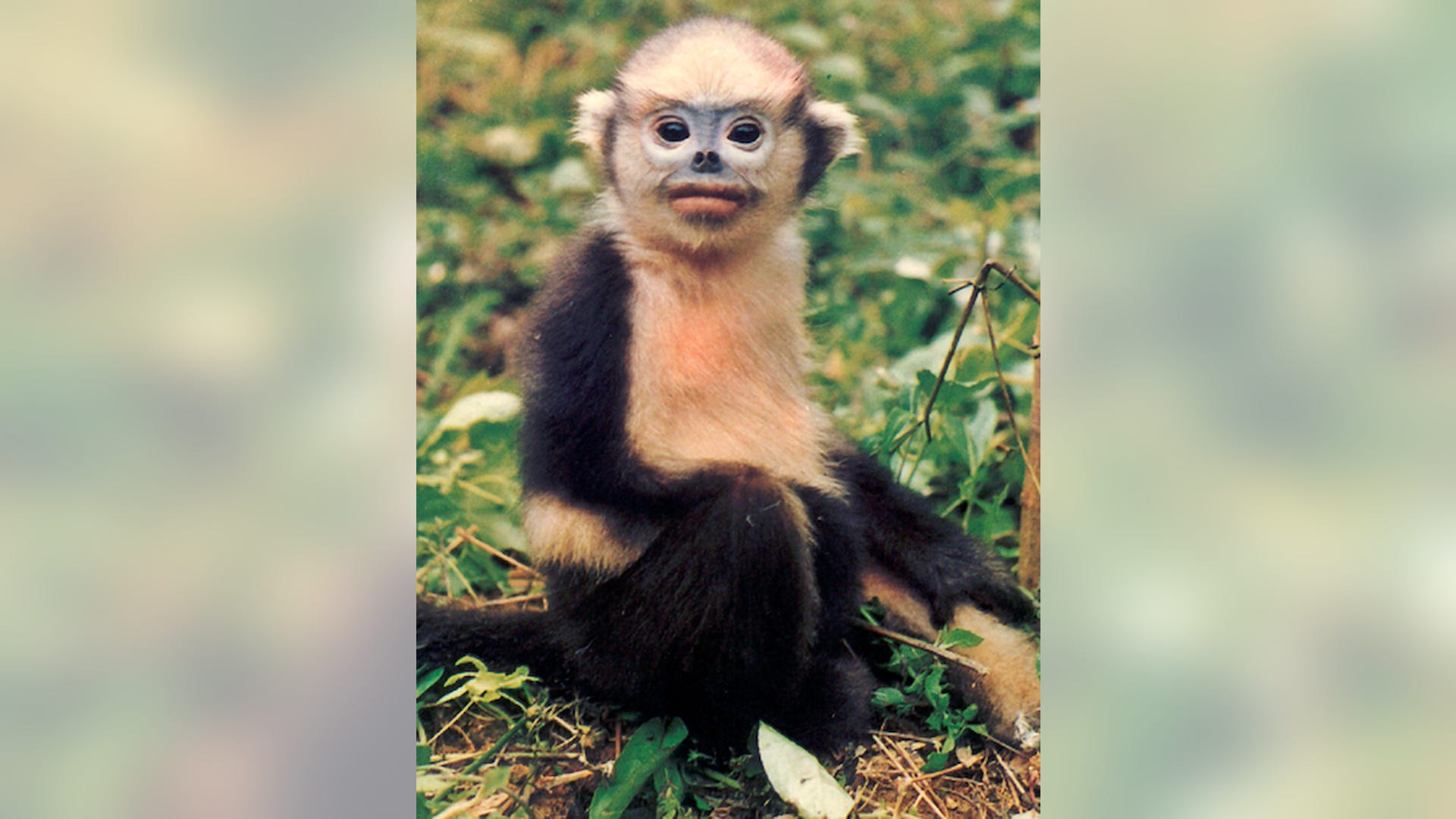 India_Primates_in_Peril_2