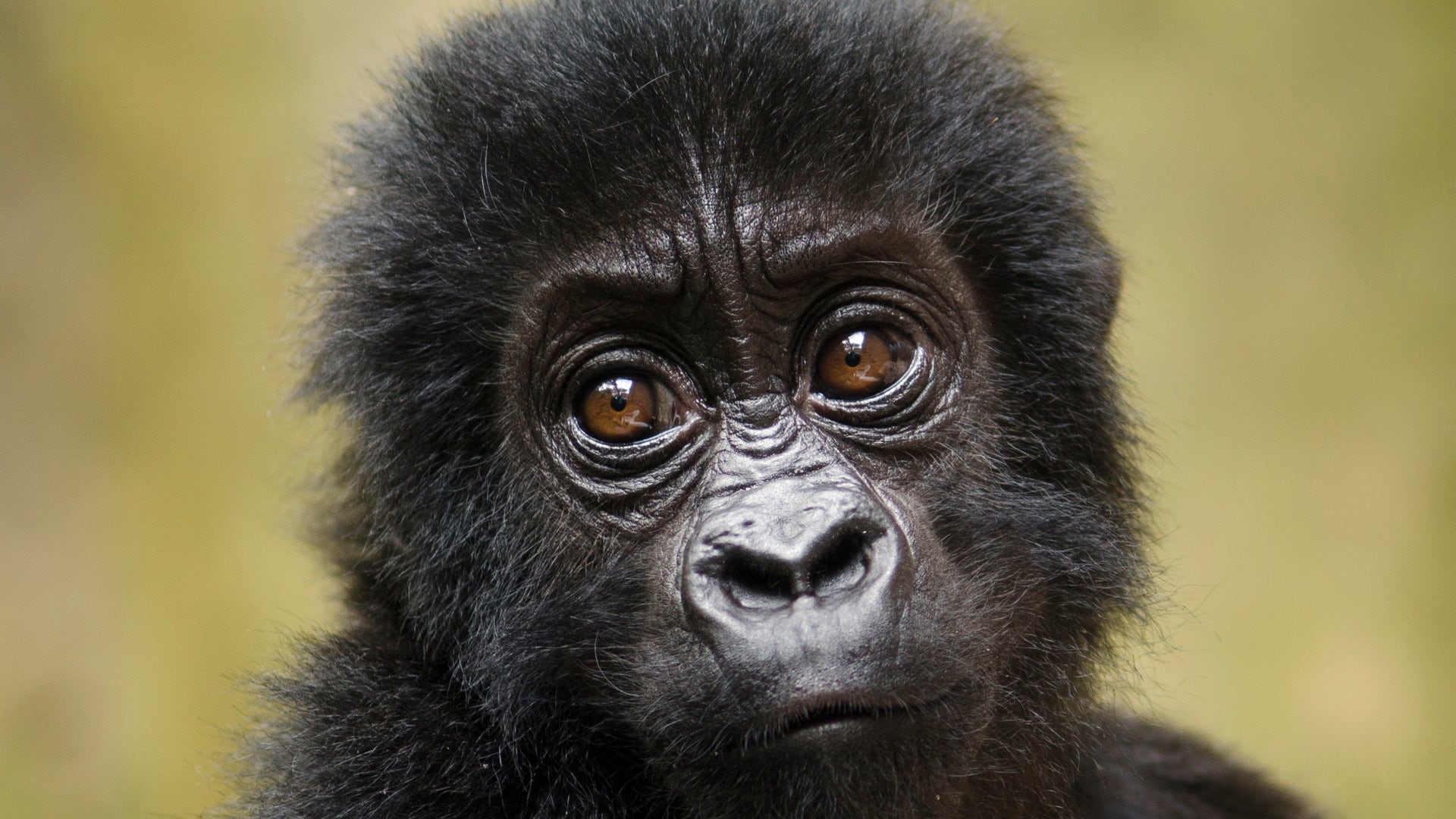 India_Primates_in_Peril_5