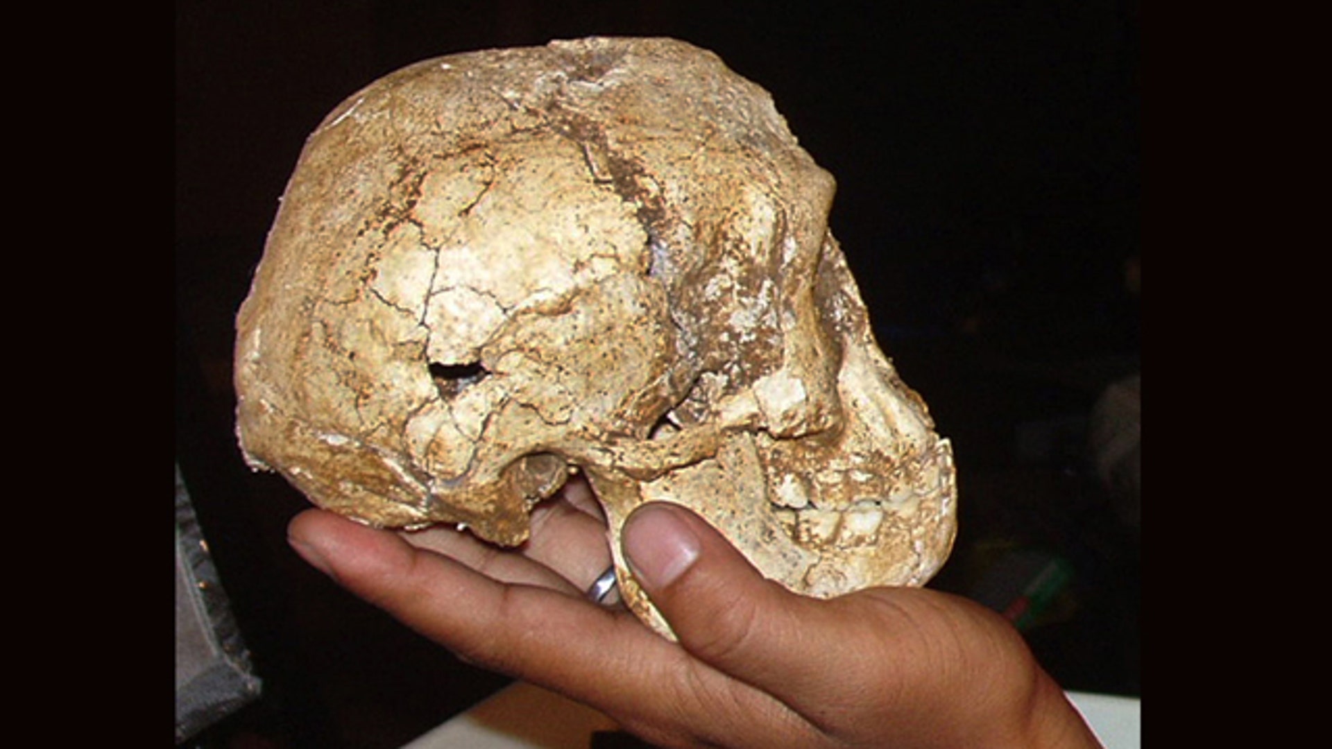 Homo Floresiensis Skull