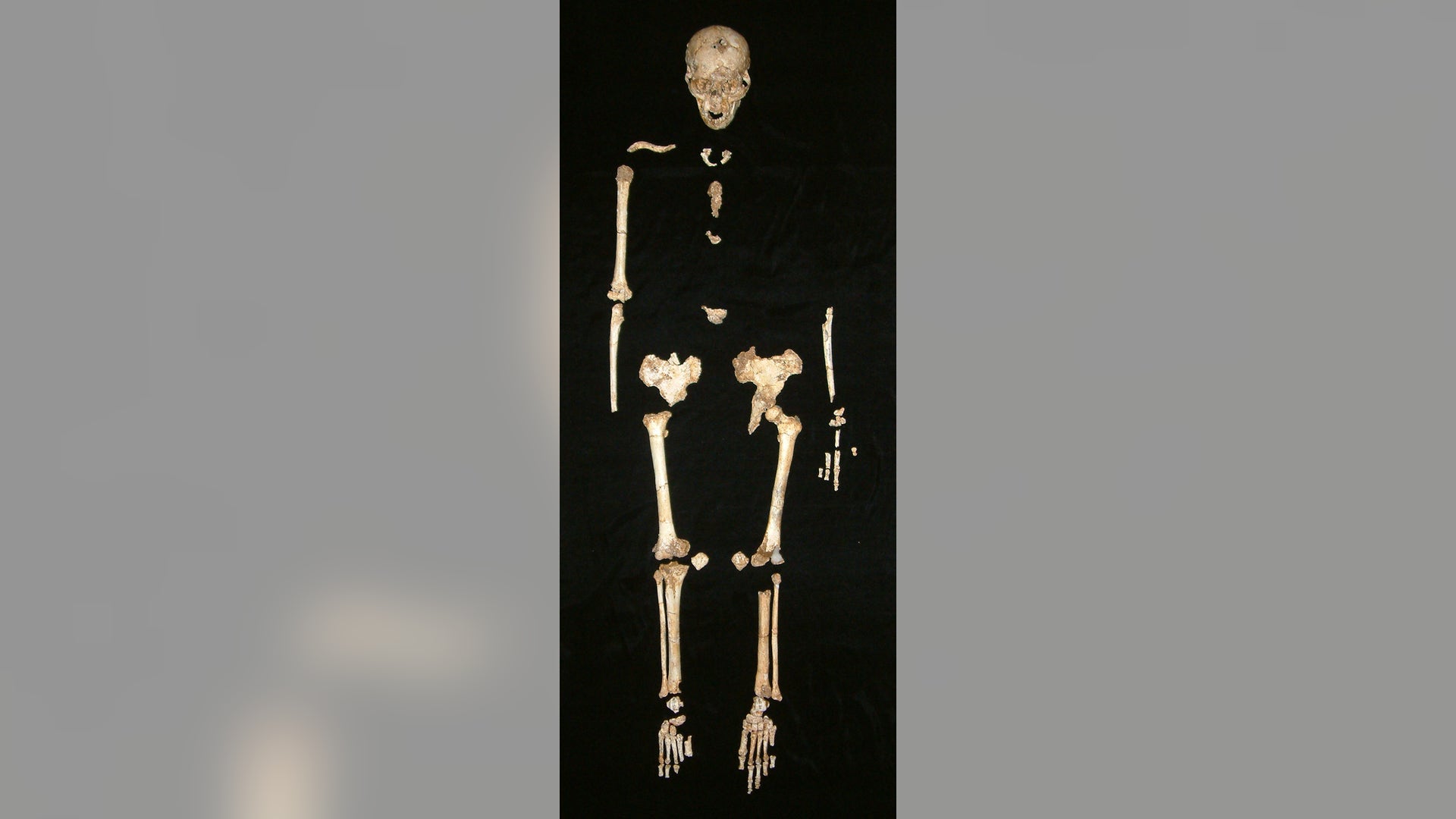 Homo Floresiensis Skeleton