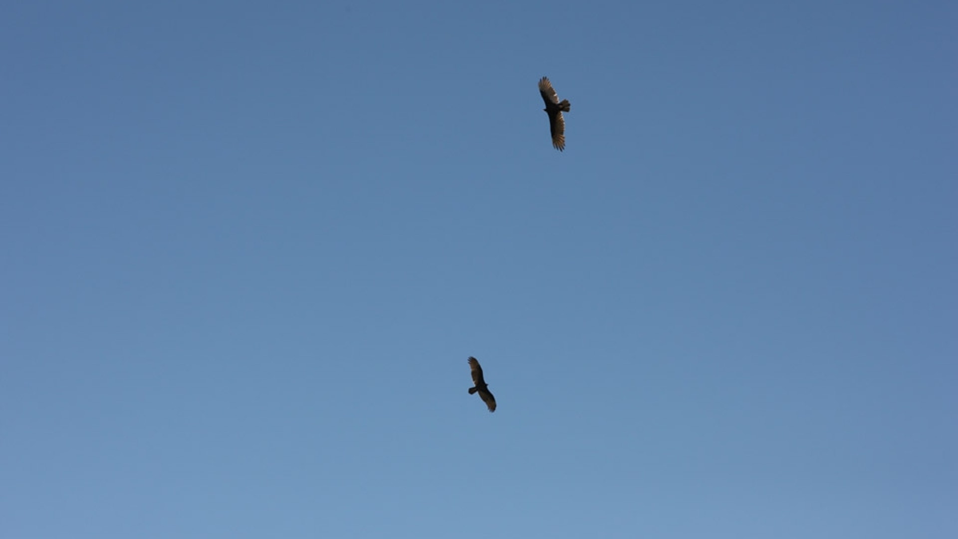 JH_vultures_in_green_valley