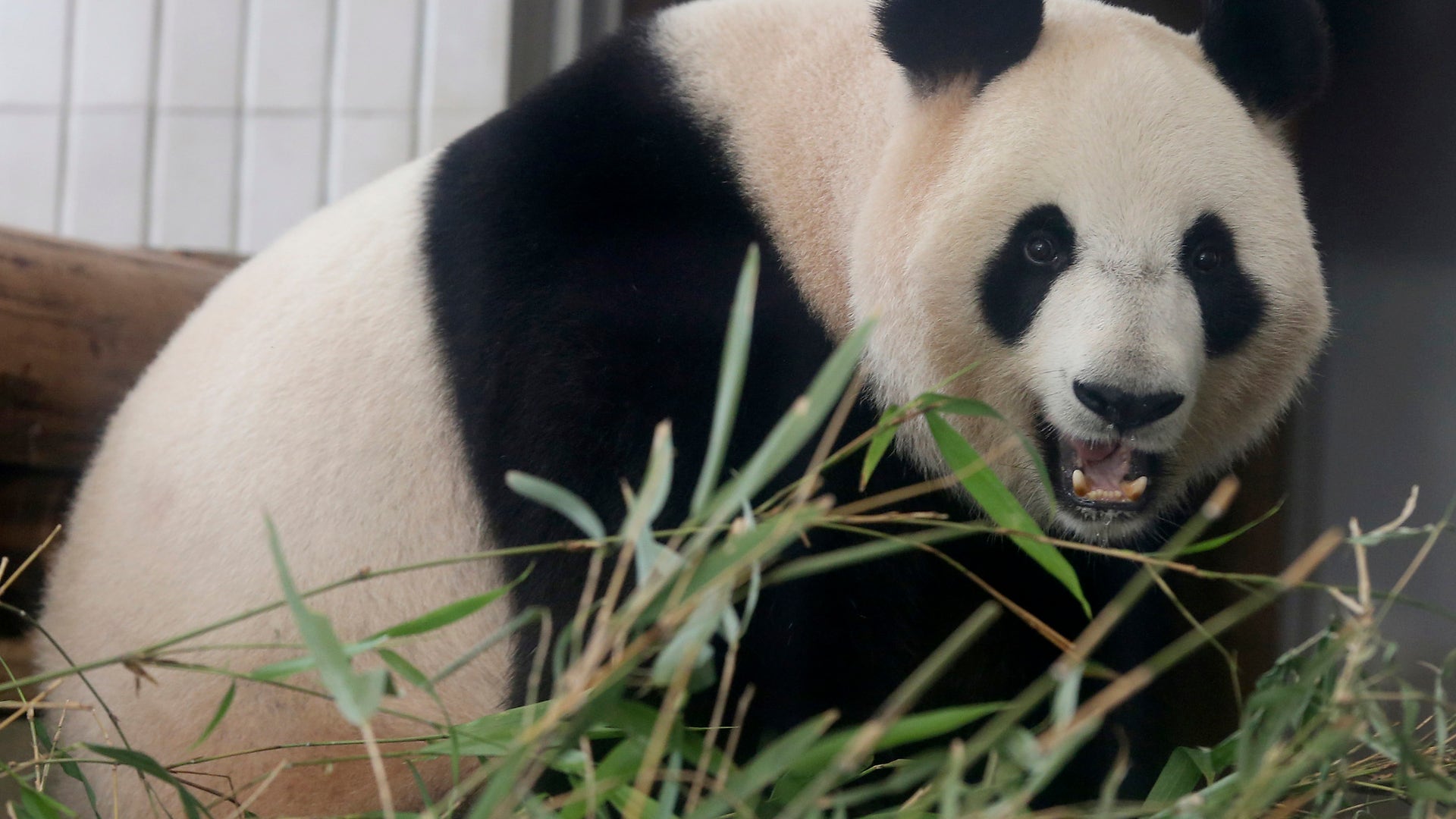 Japan_Giant_Panda_5