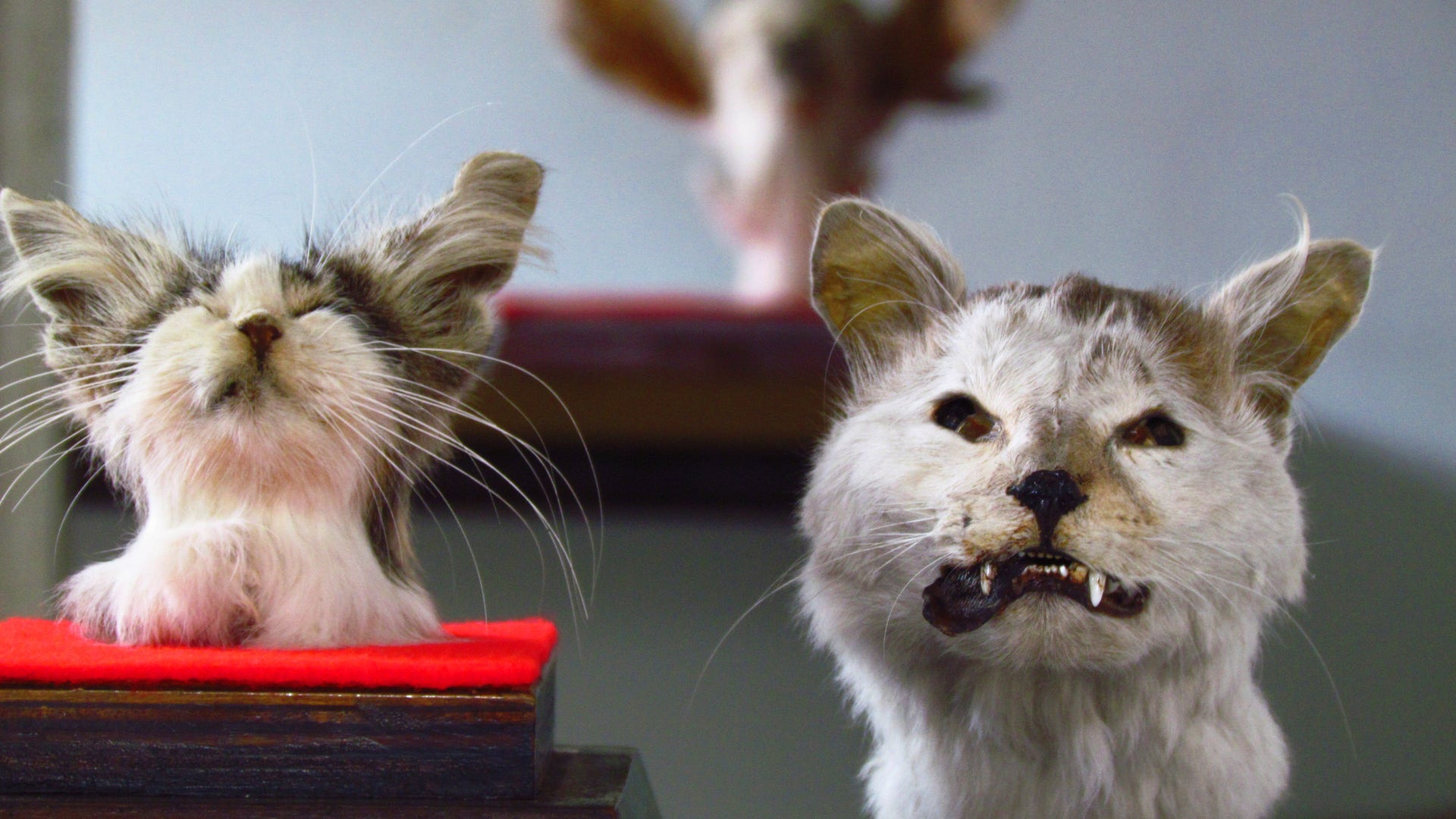 Jibaro_of_the_Pampas_5