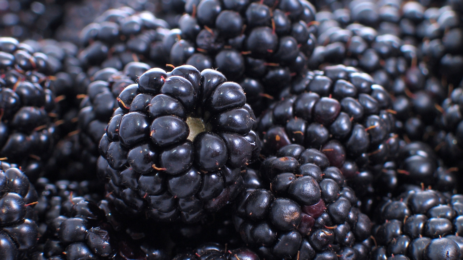 Blackberries