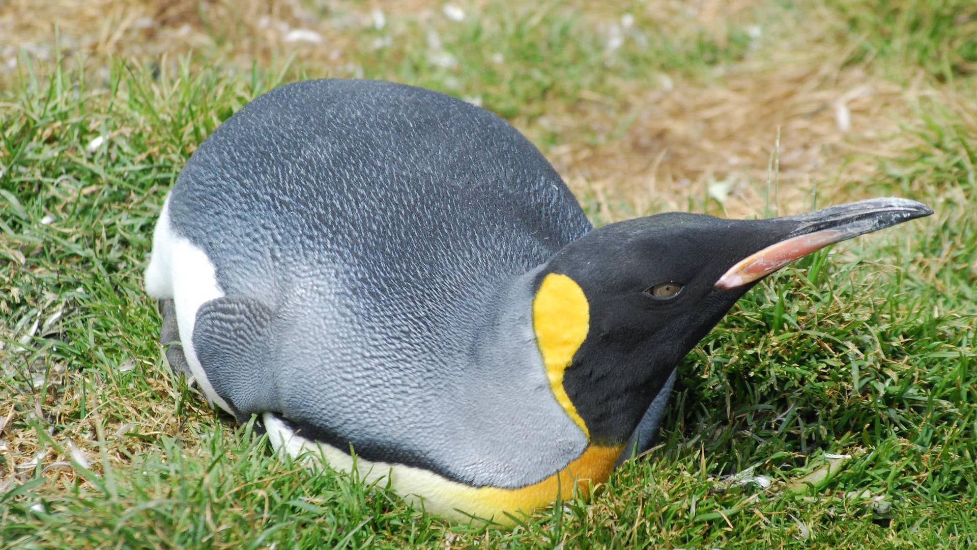 Lost World Antarctica: King penguin South Georgia ADR