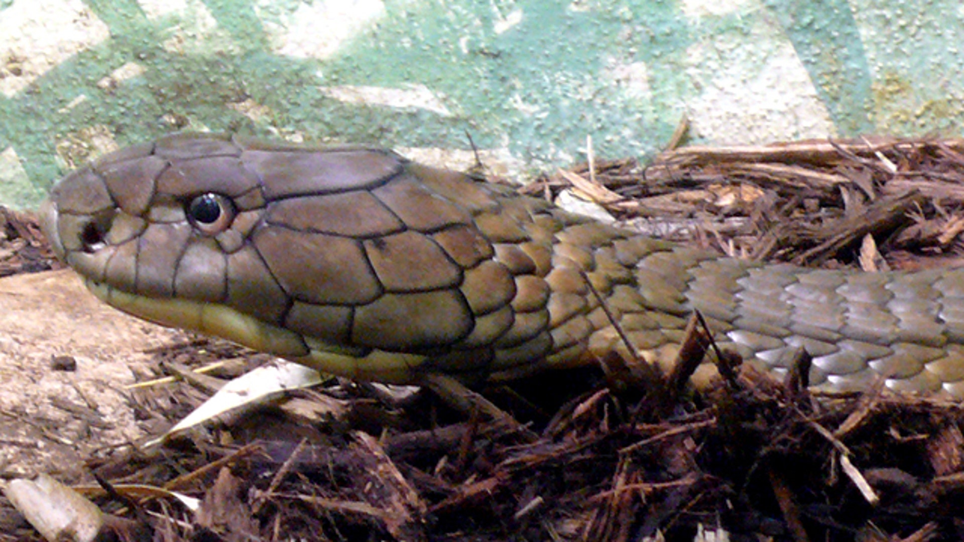 King Cobra Snake