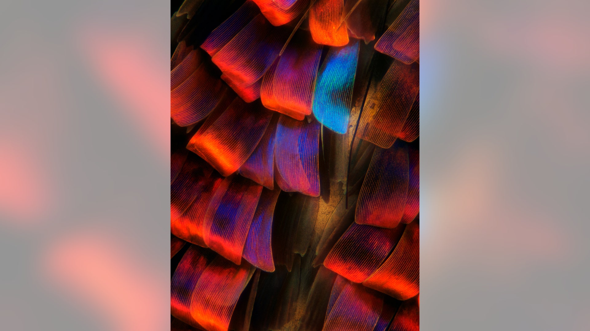 Knight_Entry_24116_2012_08_15_21_02_17_ZS_PMax