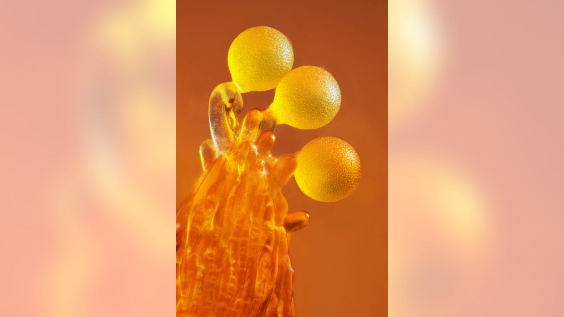 Labaune_Entry_24381_pollen_crocus