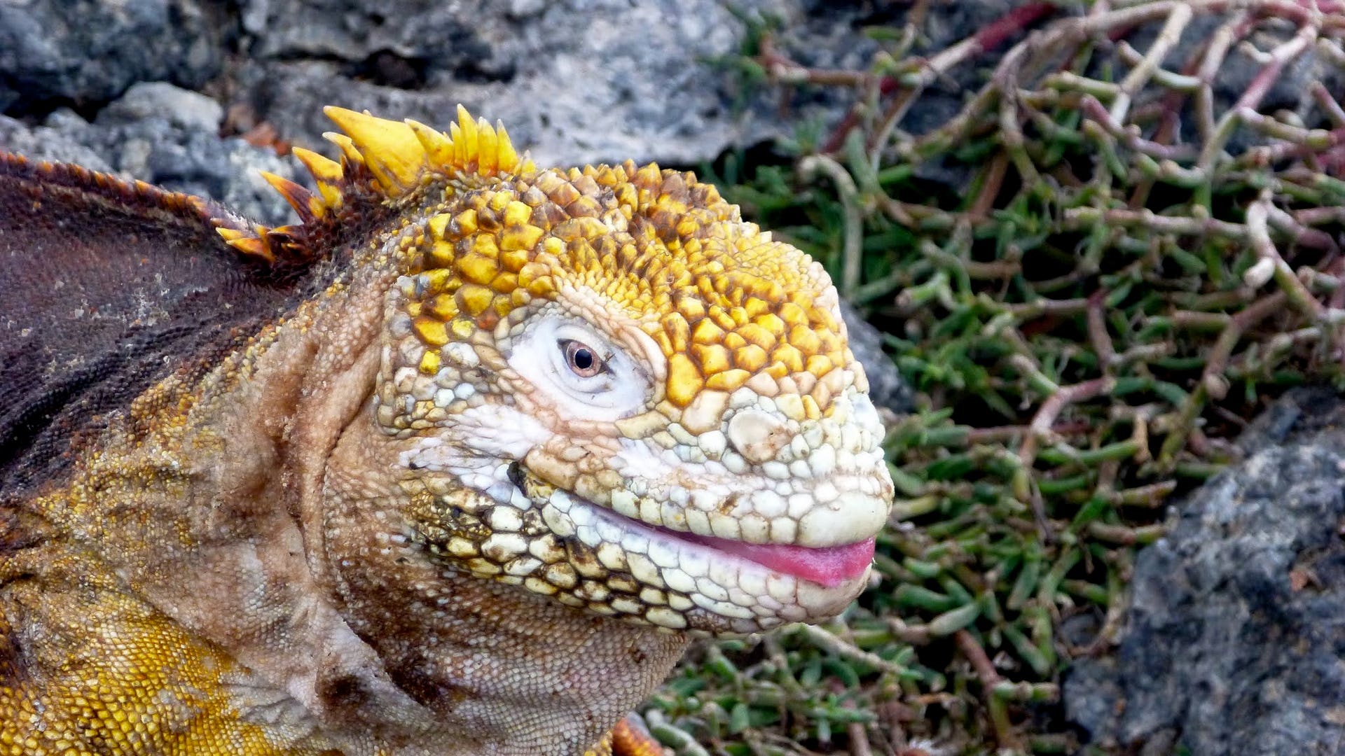 Land_Iguana_on_South_Plaza_Island