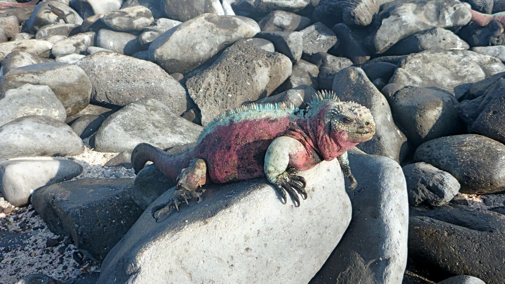 Land_Iquana_on_the_rocks